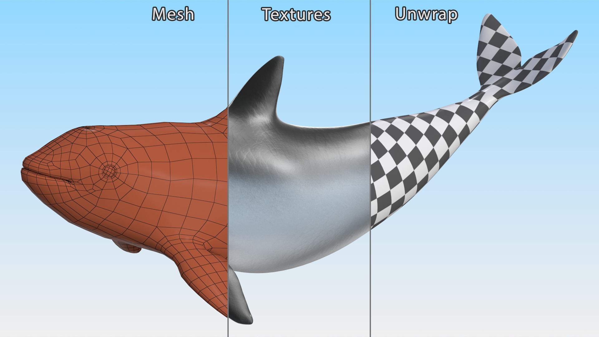 3D Vaquita Swimming Pose
