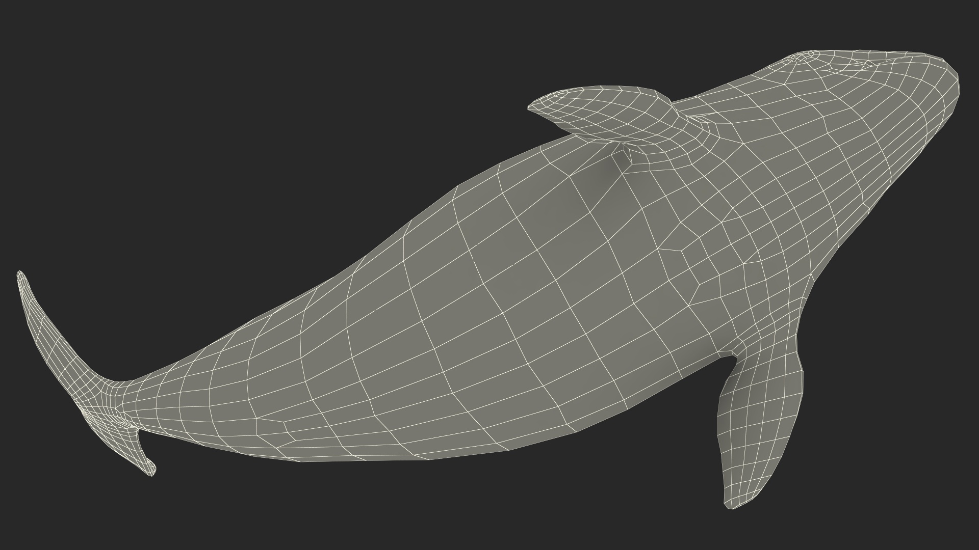 3D Vaquita Swimming Pose