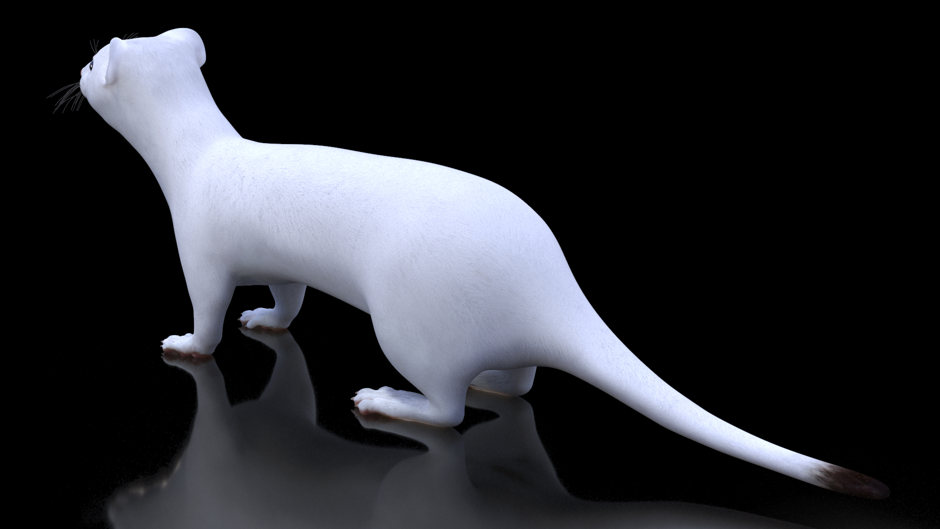 3D Ermine Winter Coat model