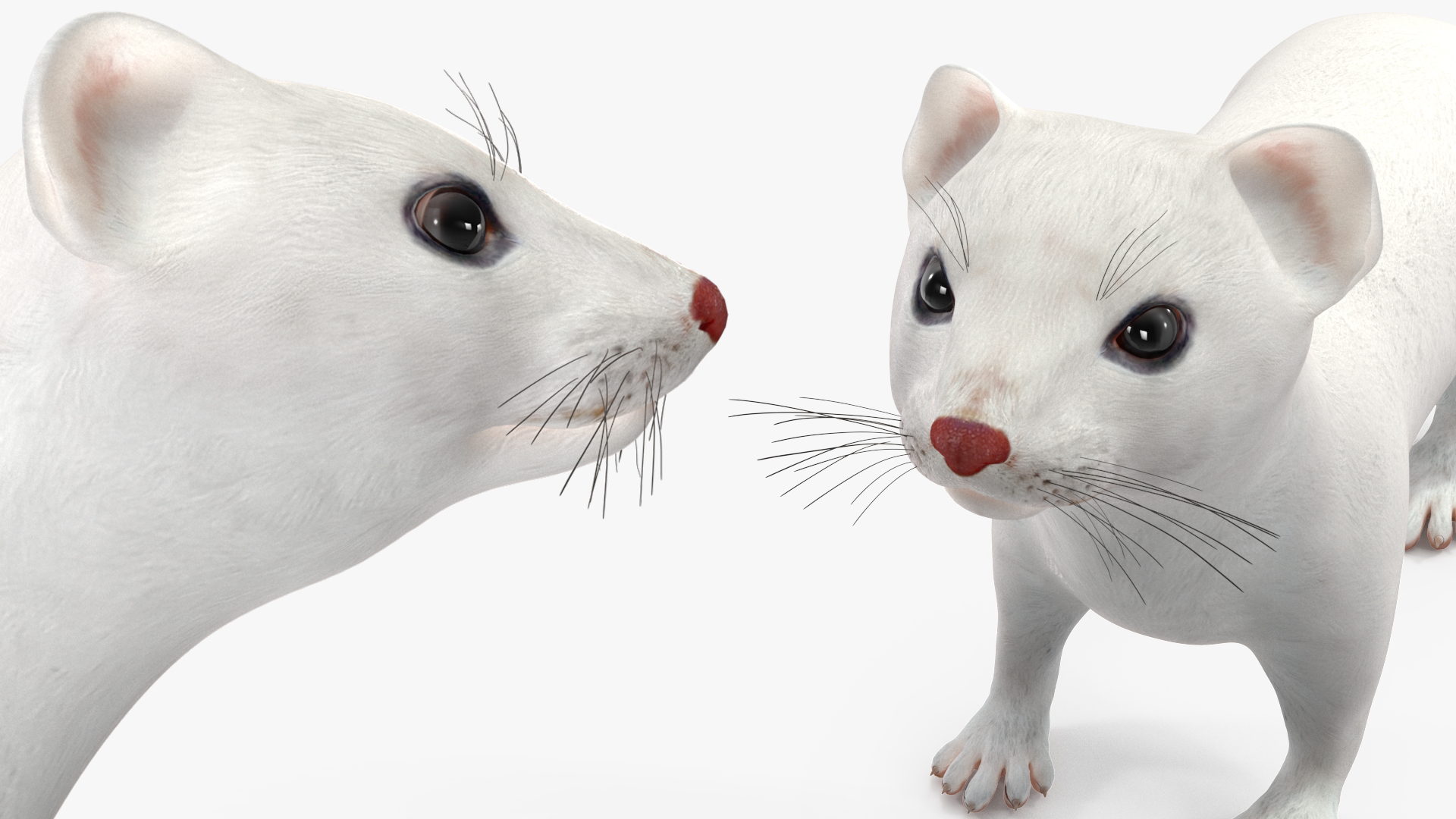 3D Ermine Winter Coat model
