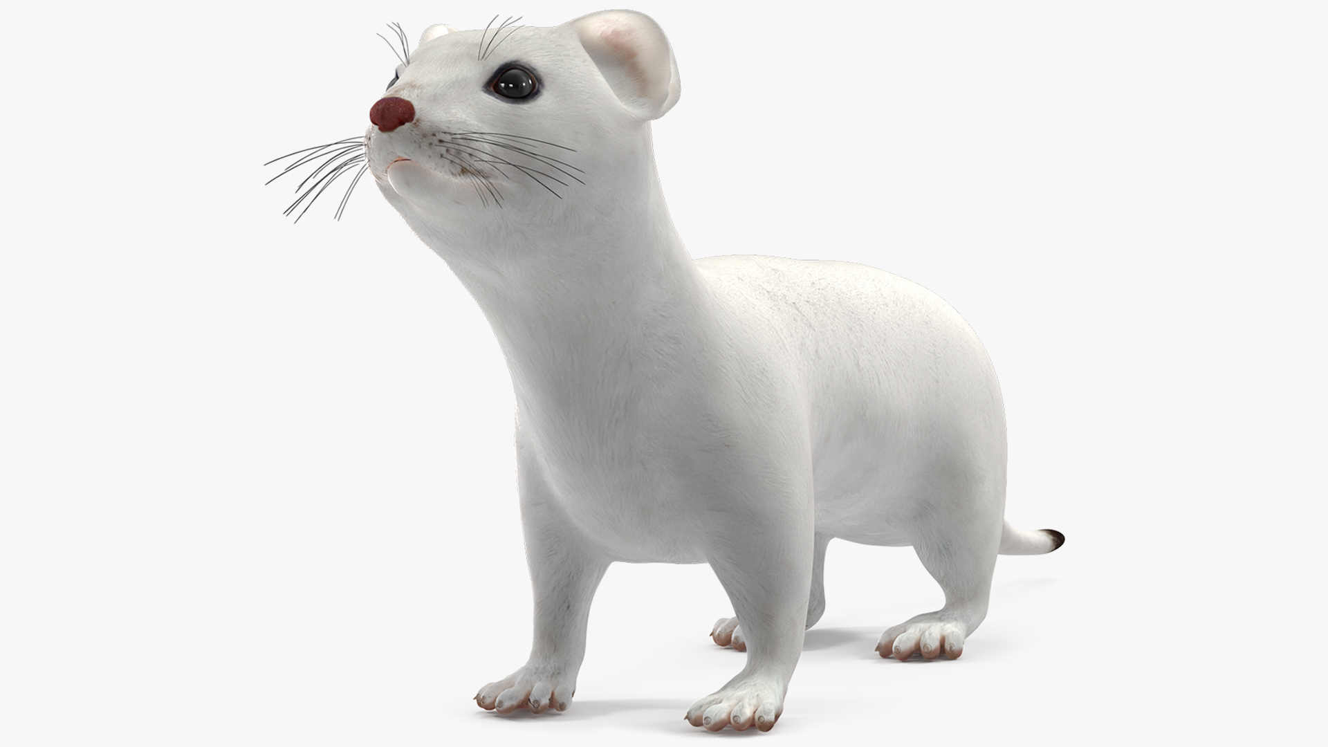 3D Ermine Winter Coat model