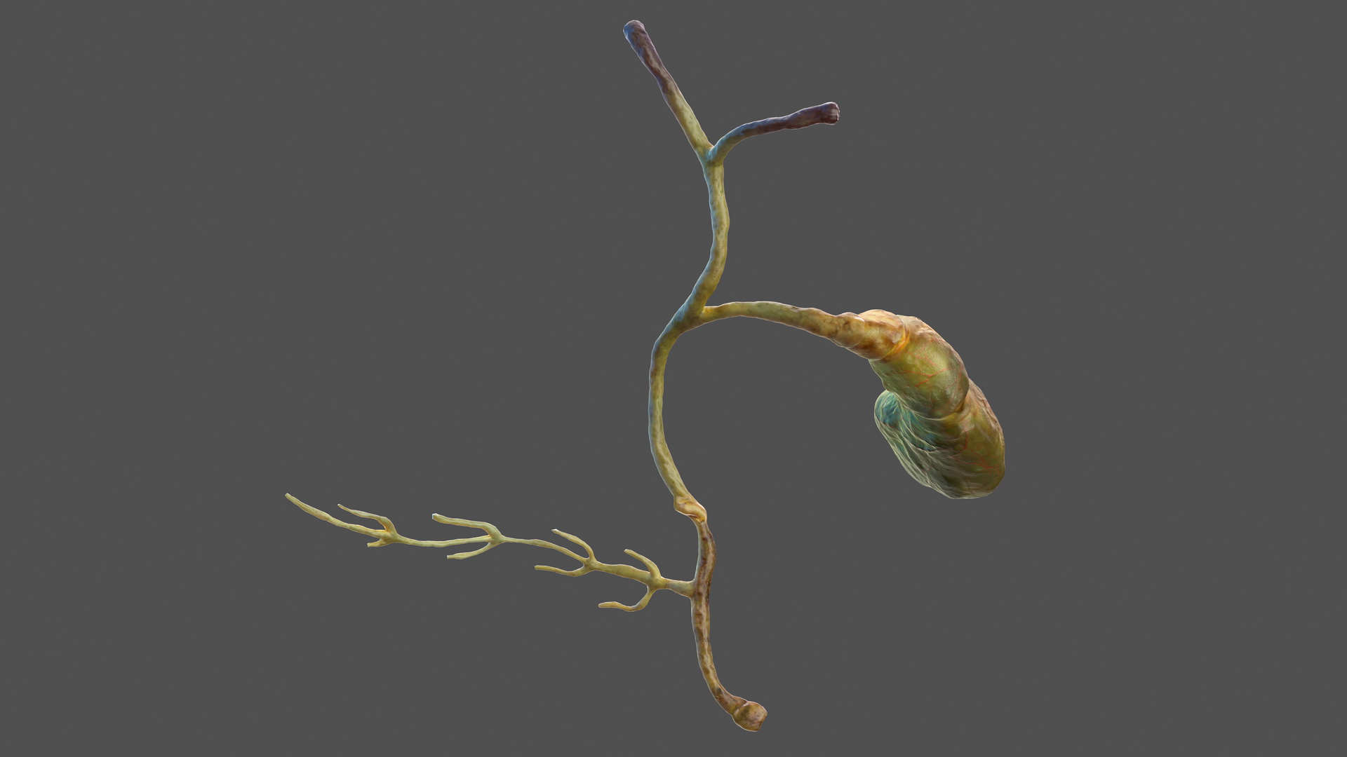 Human Gallbladder System 3D model
