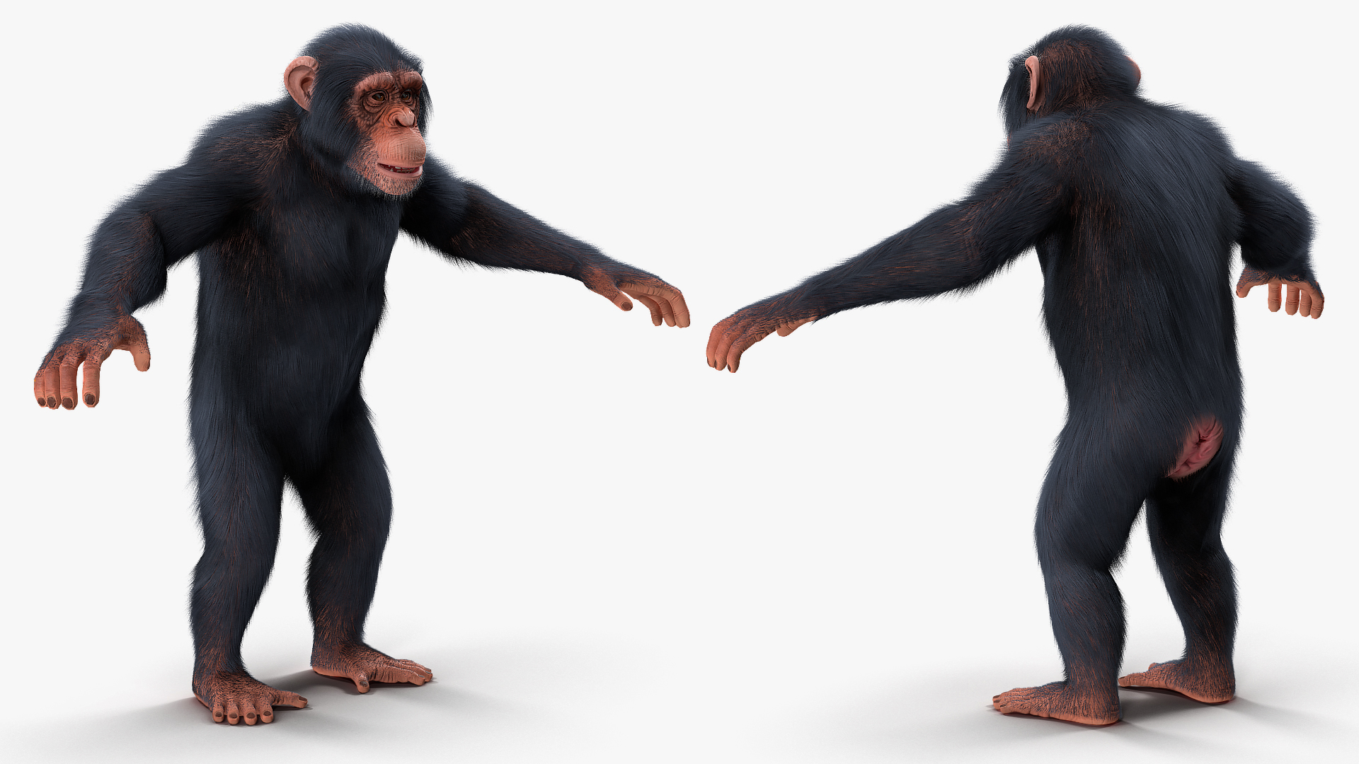 Light Chimpanzee Rigged with Fur 3D