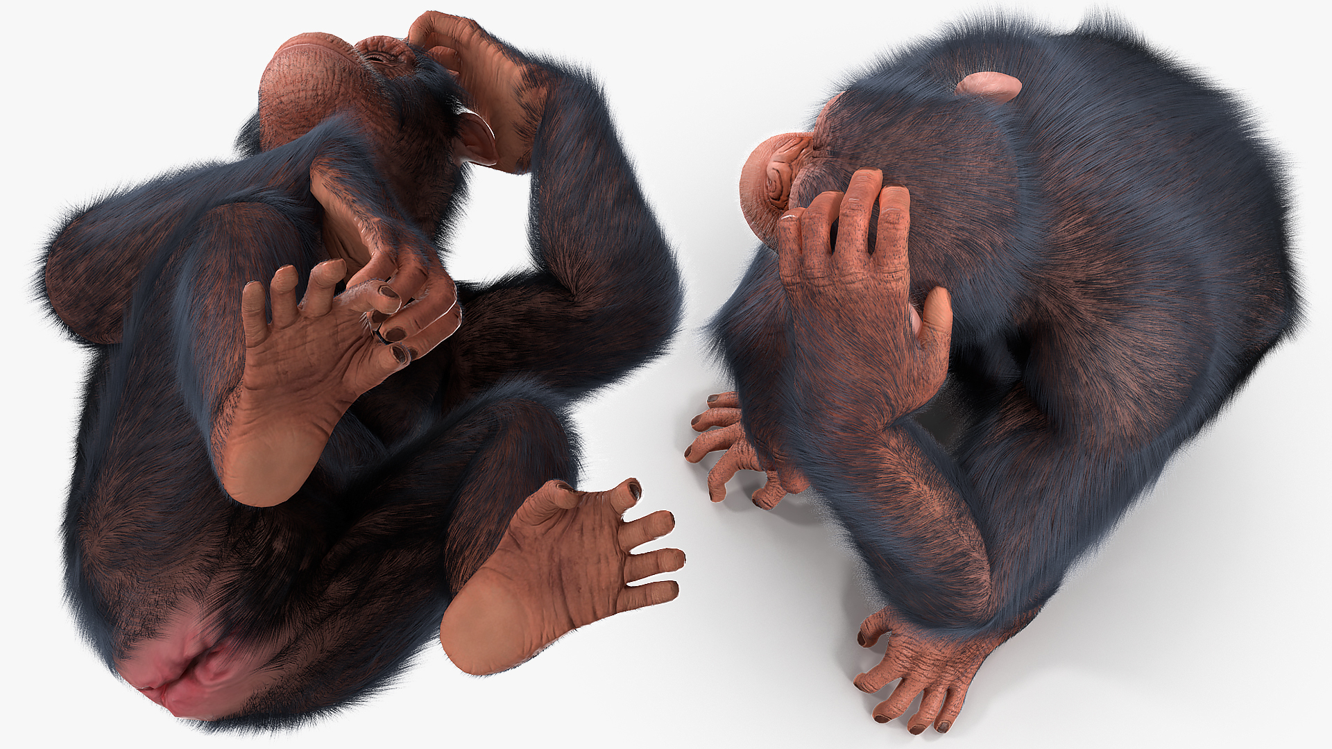 Light Chimpanzee Rigged with Fur 3D