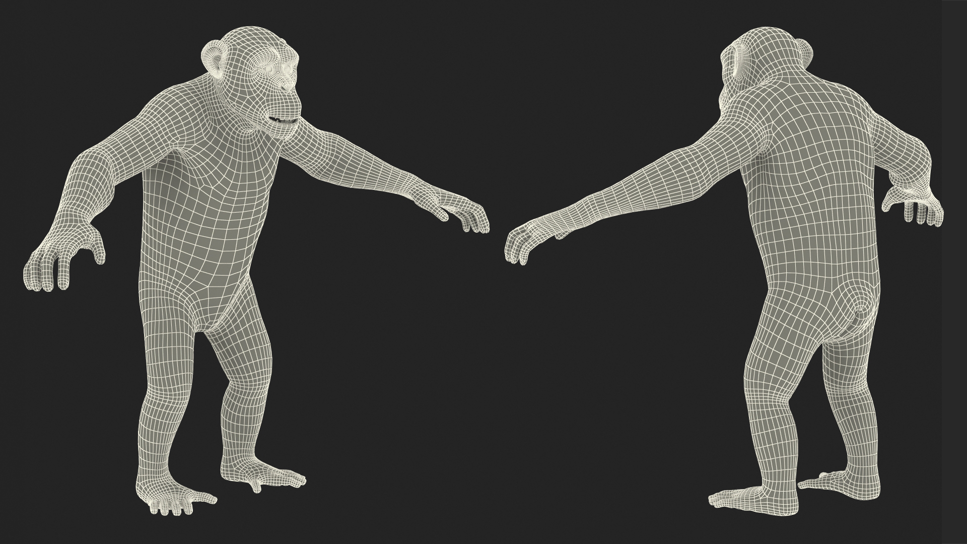 Light Chimpanzee Rigged with Fur 3D