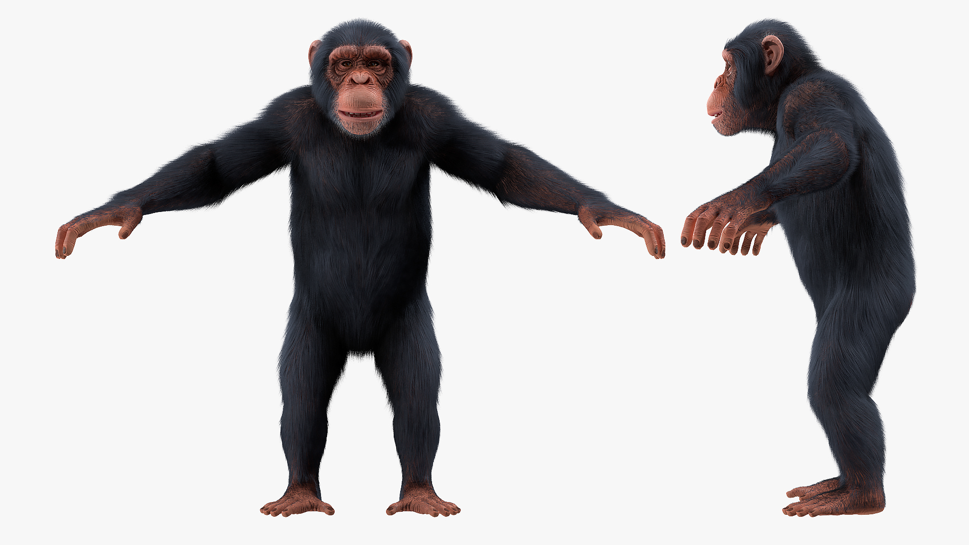 Light Chimpanzee Rigged with Fur 3D