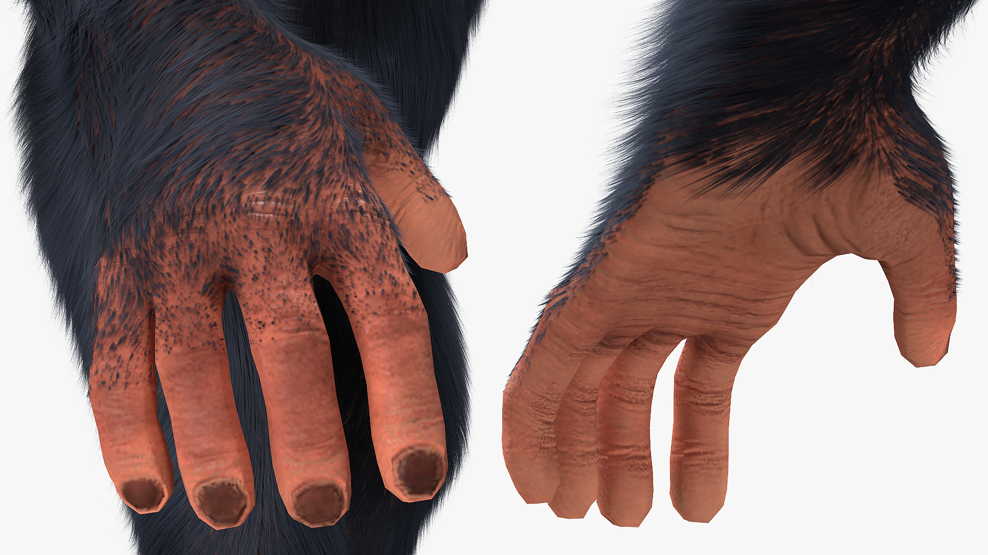 Light Chimpanzee Rigged with Fur 3D