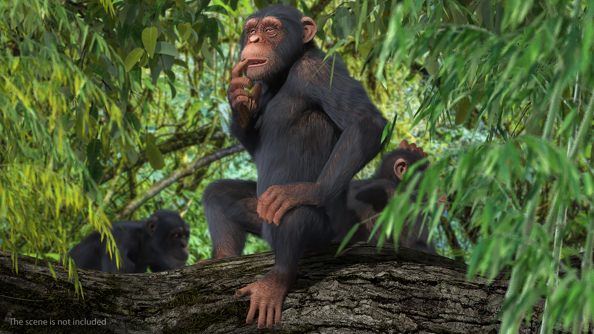 Light Chimpanzee Rigged with Fur 3D
