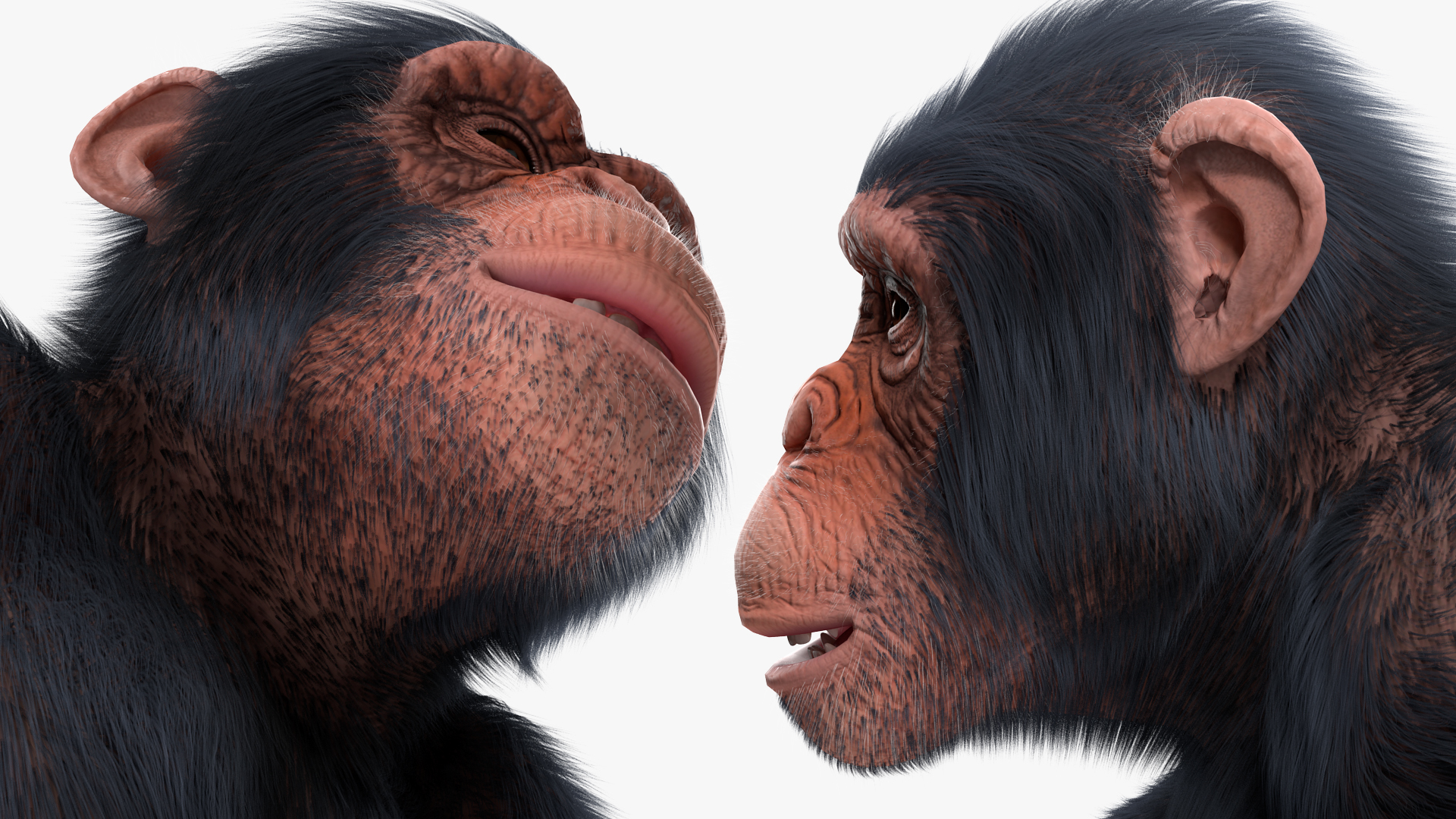 Light Chimpanzee Rigged with Fur 3D