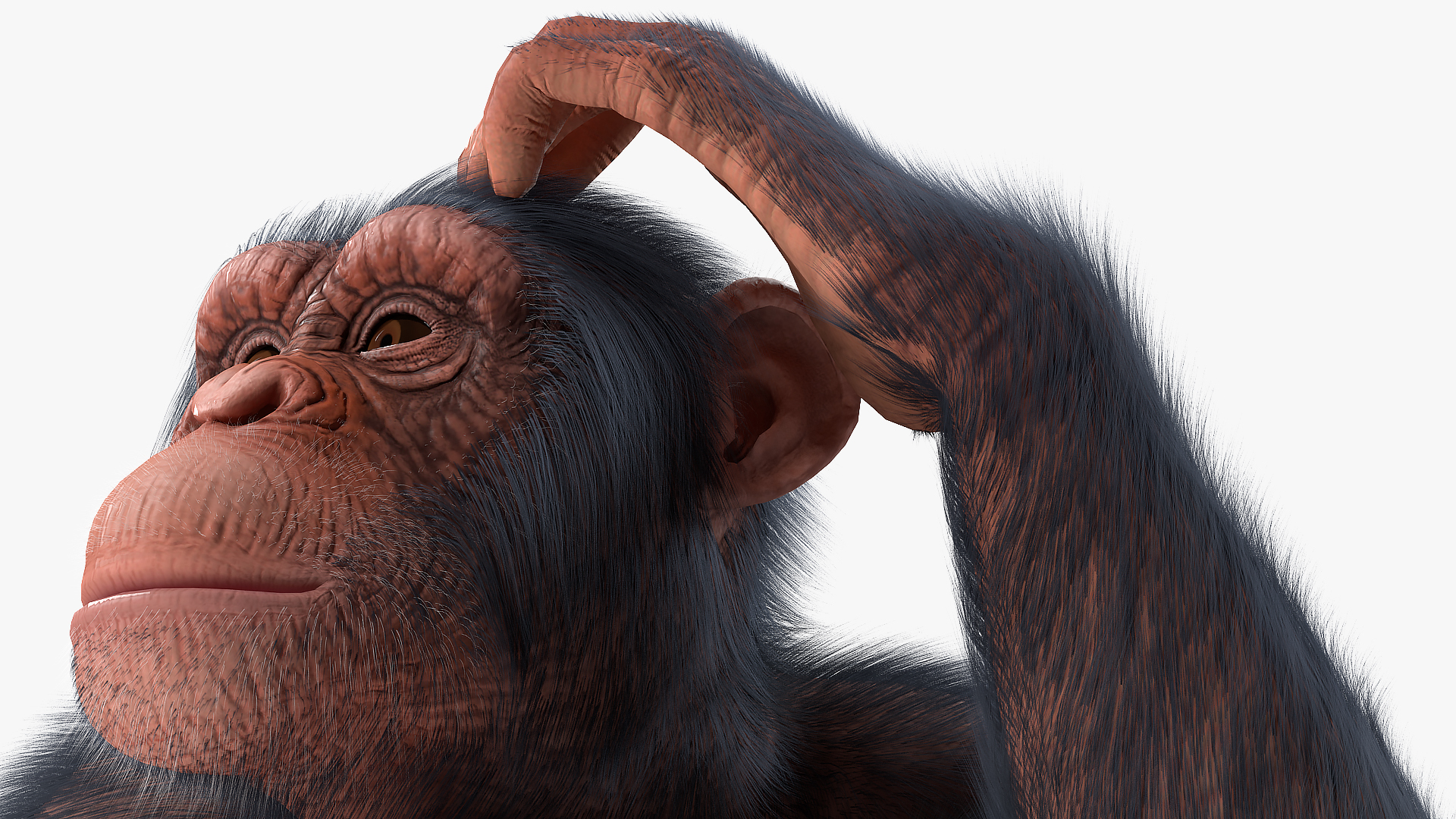 Light Chimpanzee Rigged with Fur 3D
