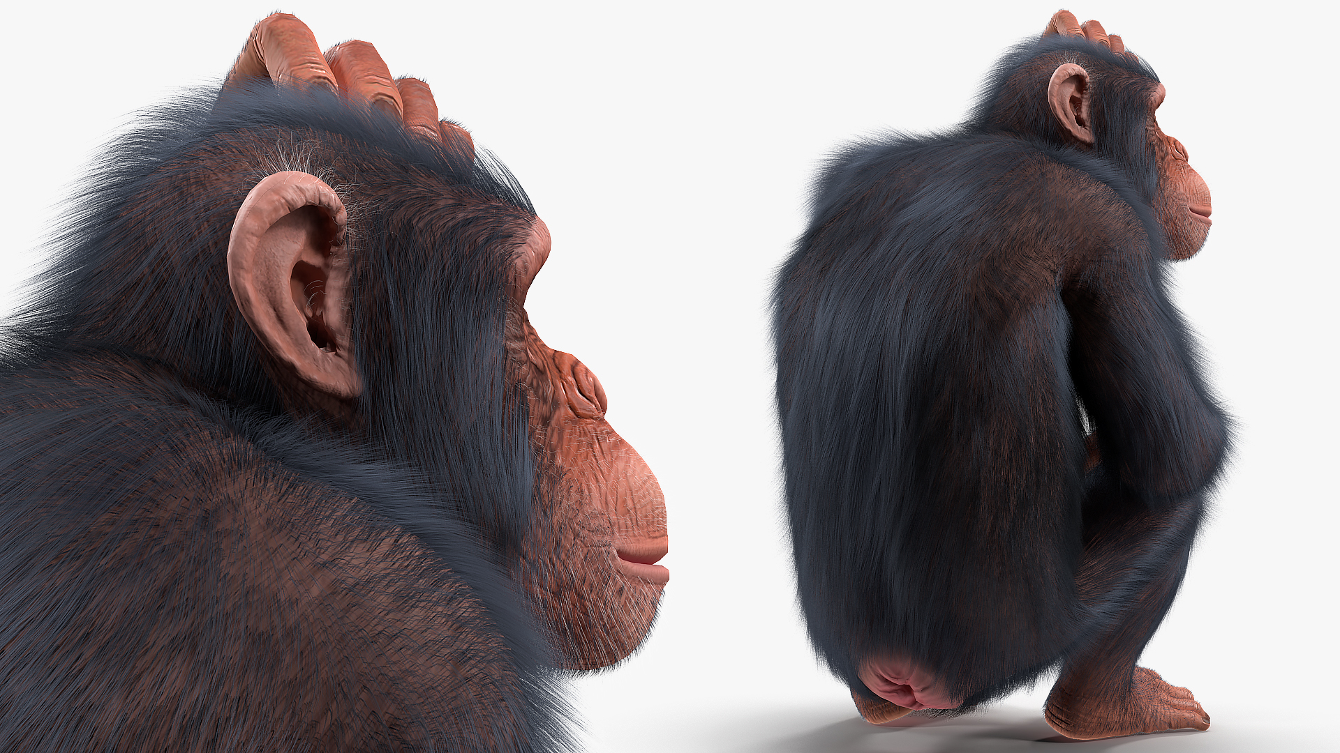 Light Chimpanzee Rigged with Fur 3D