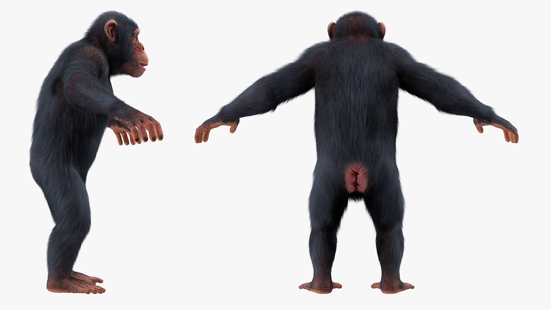 Light Chimpanzee Rigged with Fur 3D