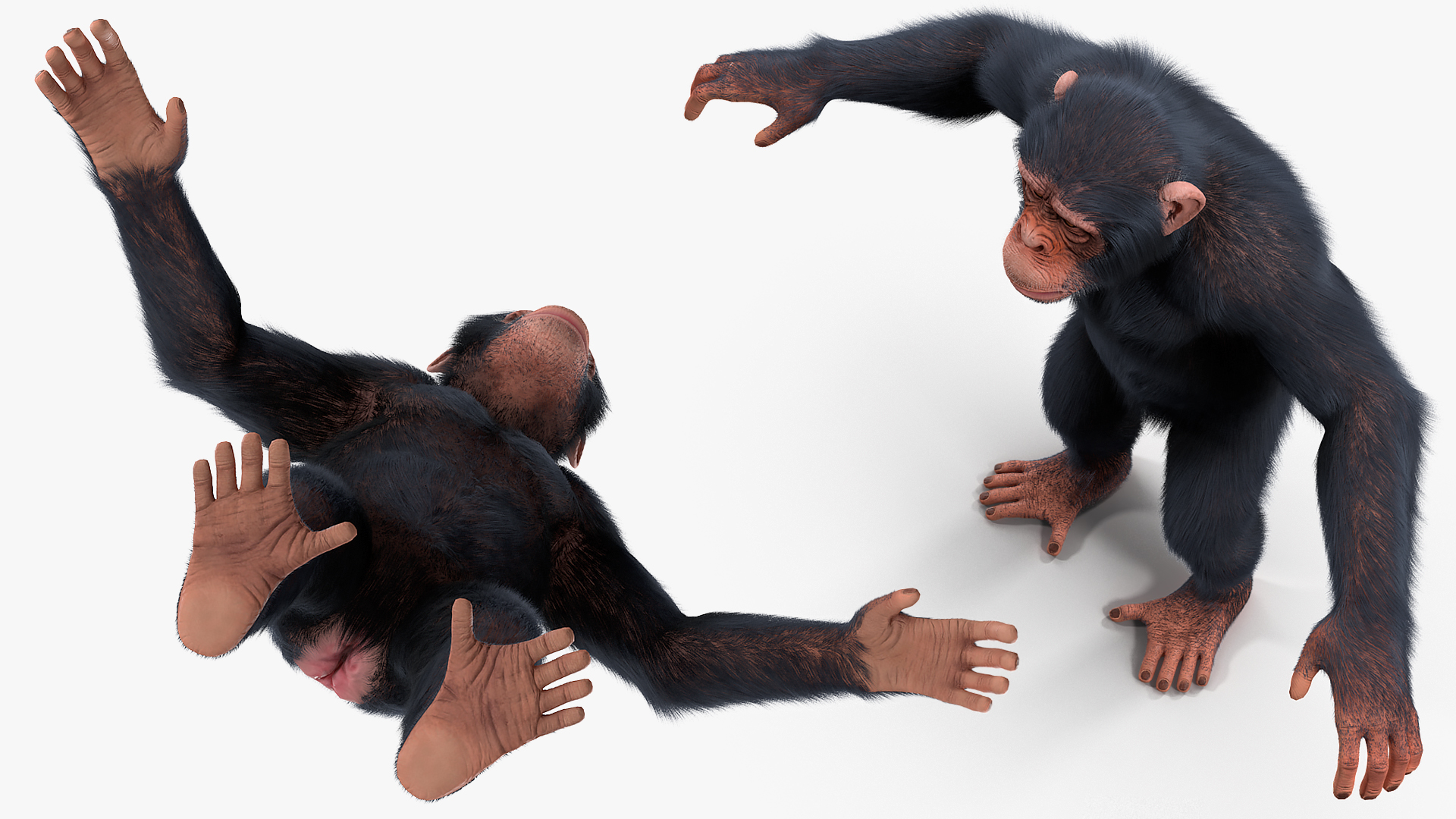 Light Chimpanzee Rigged with Fur 3D