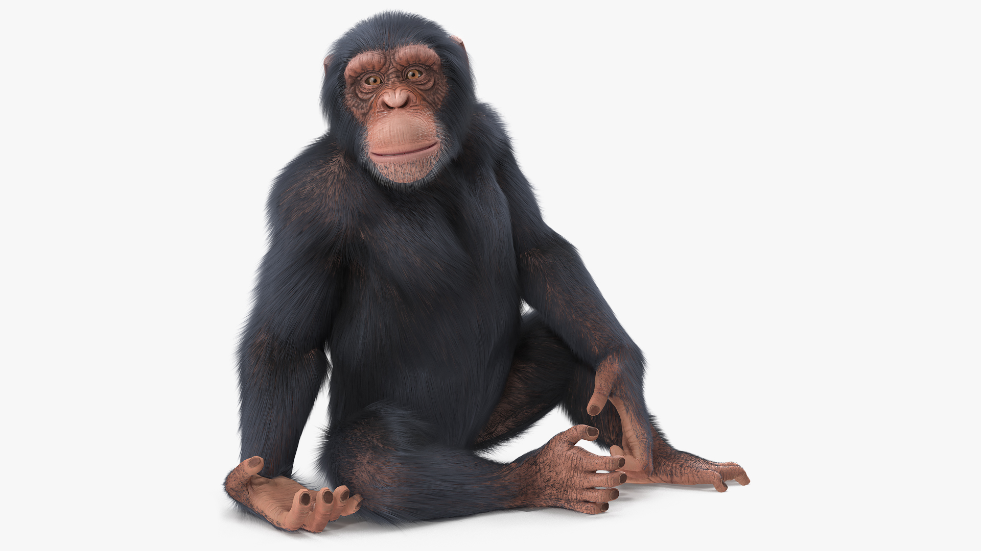 Light Chimpanzee Rigged with Fur 3D