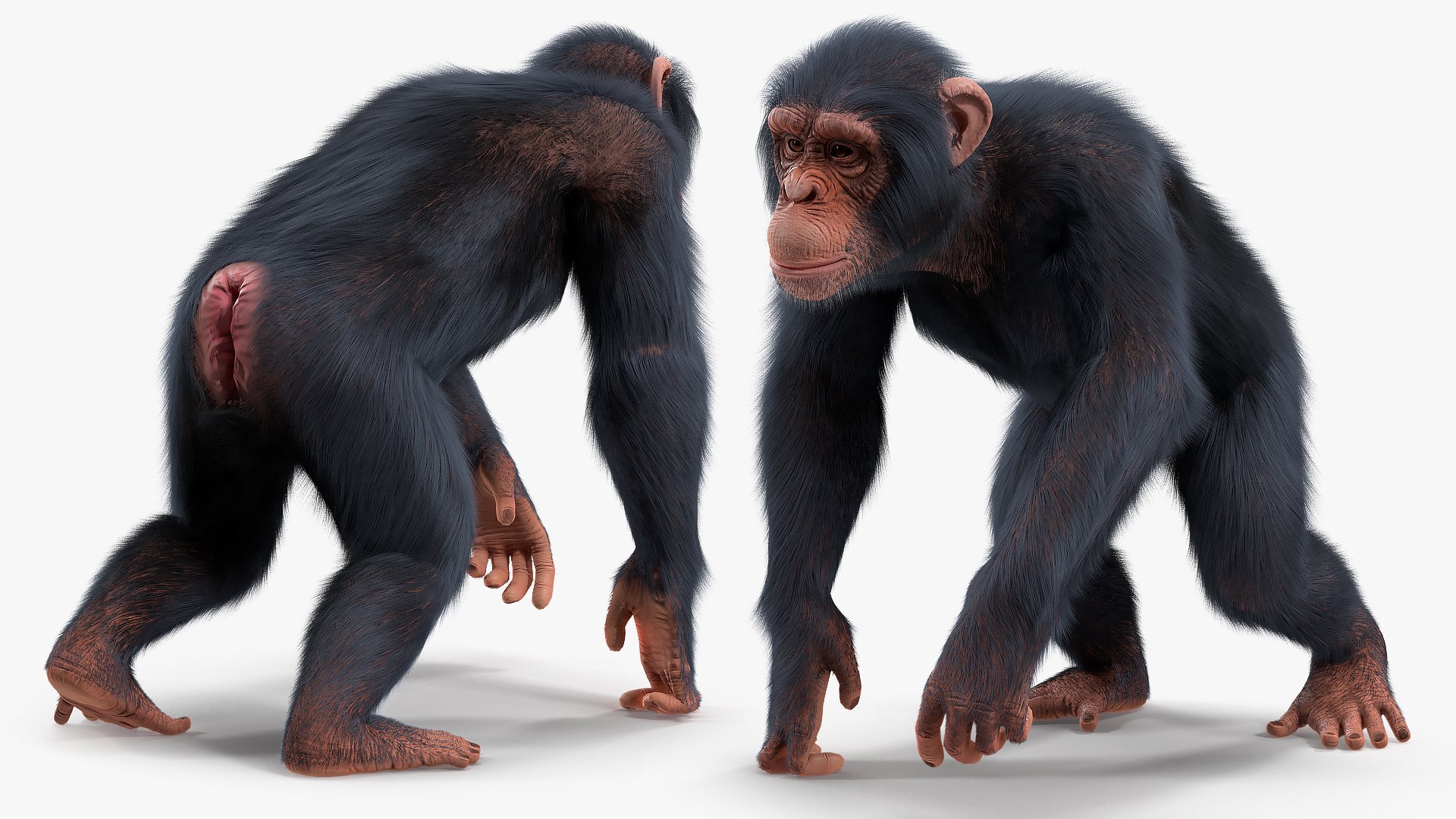 Light Chimpanzee Rigged with Fur 3D