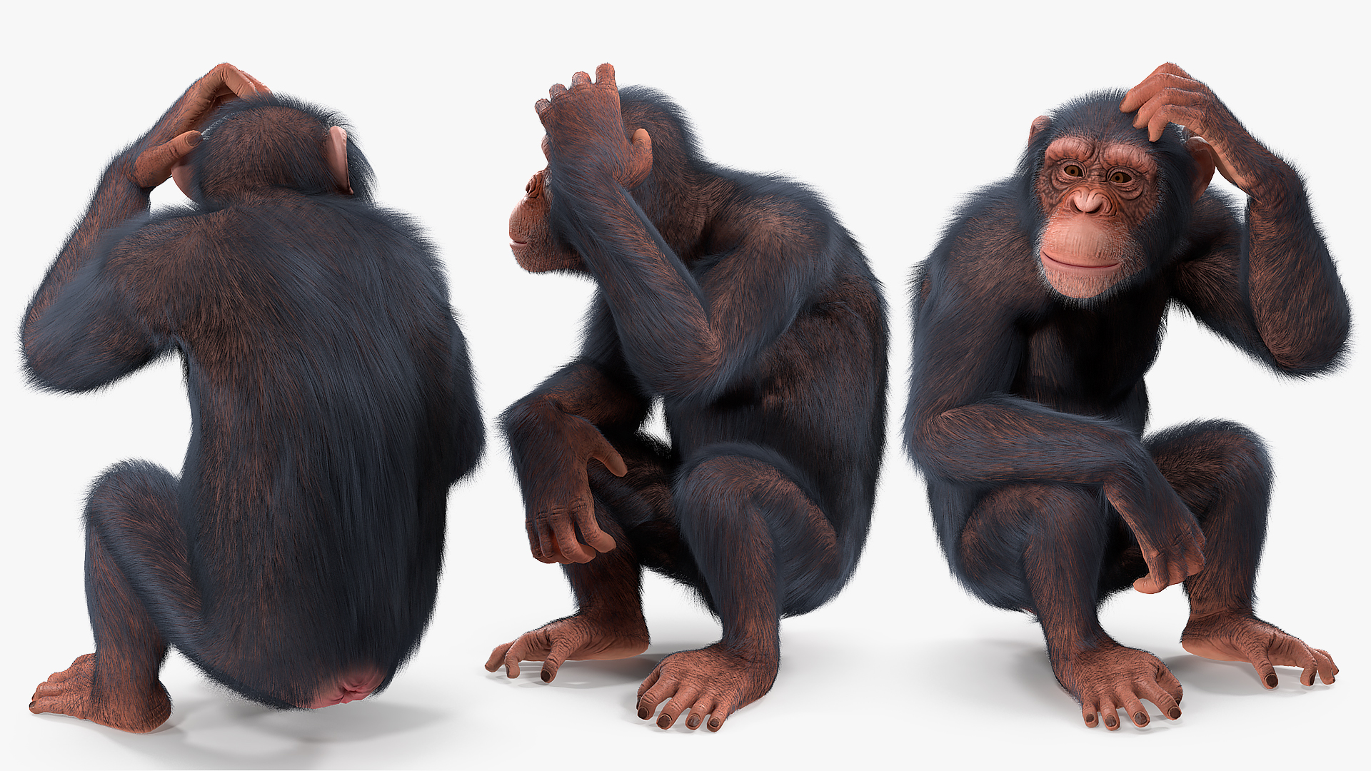 Light Chimpanzee Rigged with Fur 3D