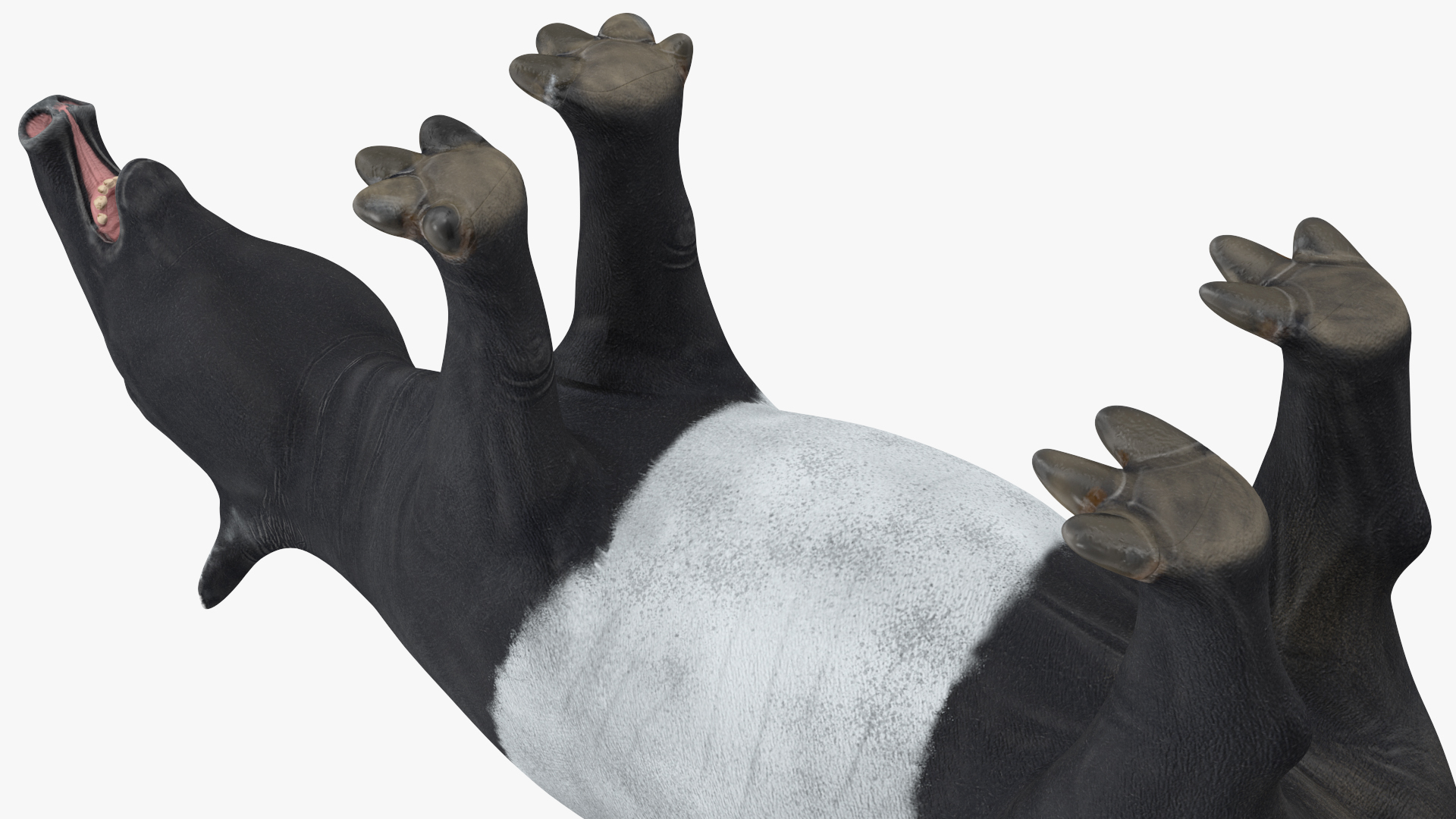 Tapir 3D model