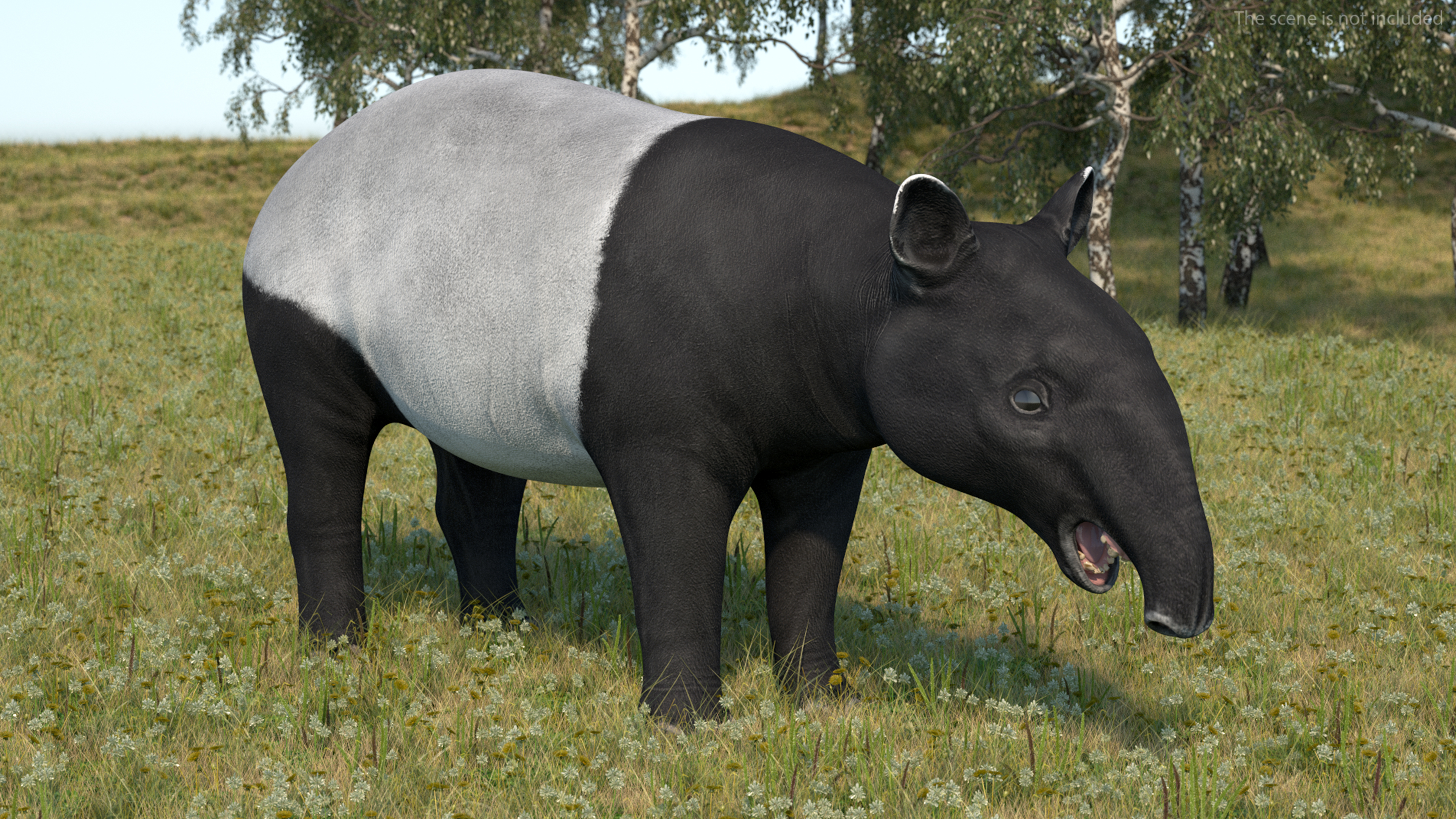 Tapir 3D model