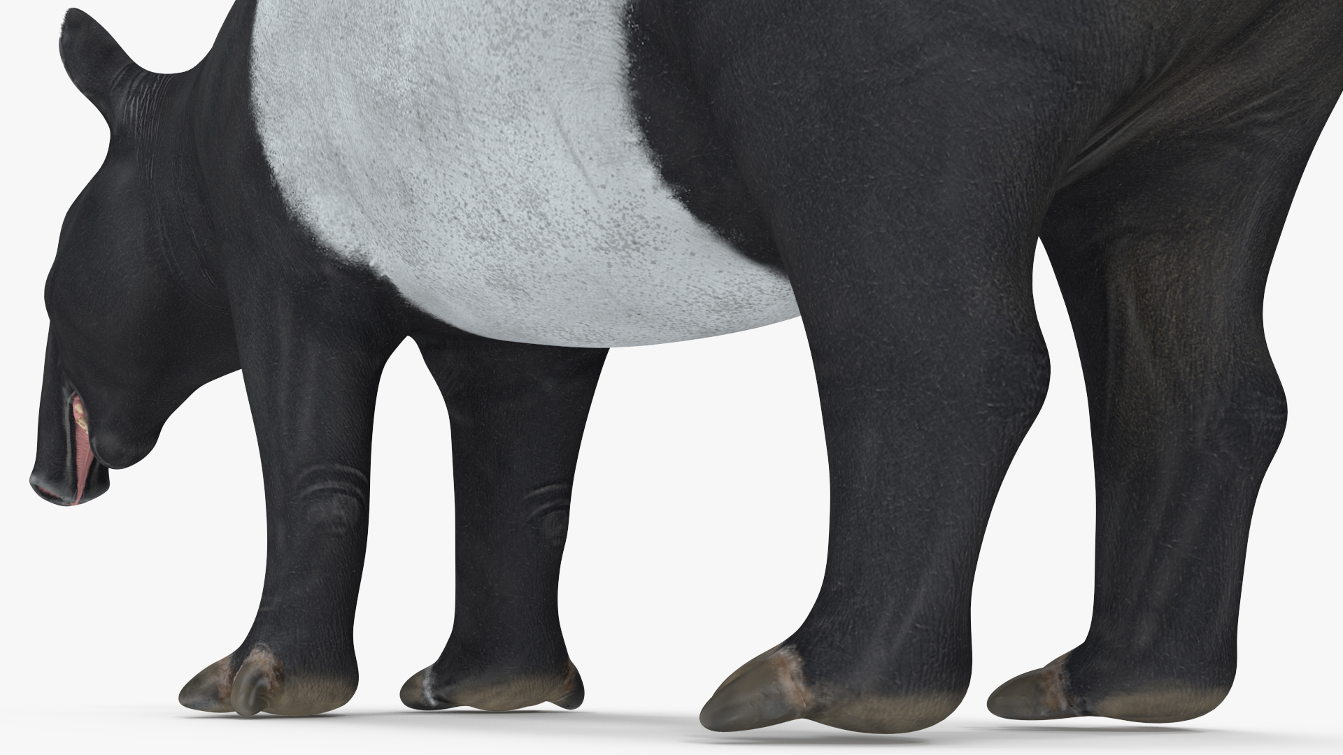 Tapir 3D model