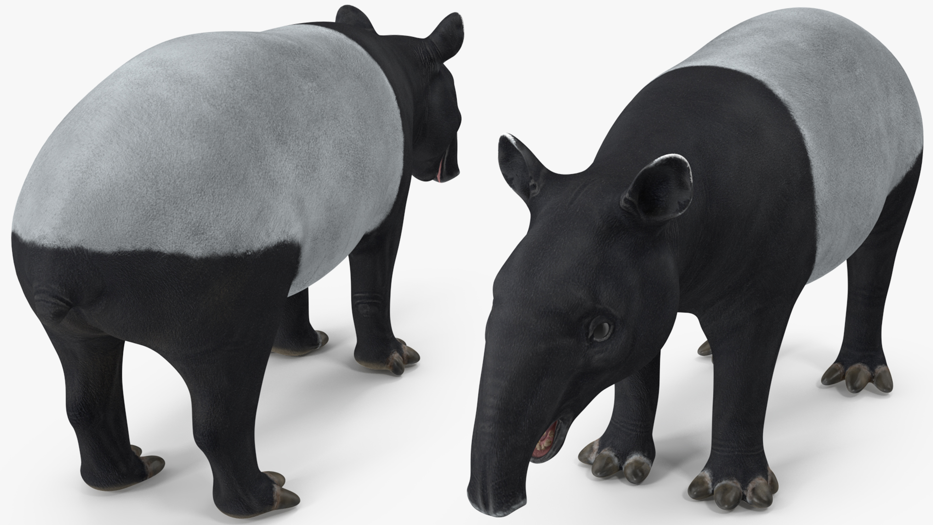 Tapir 3D model