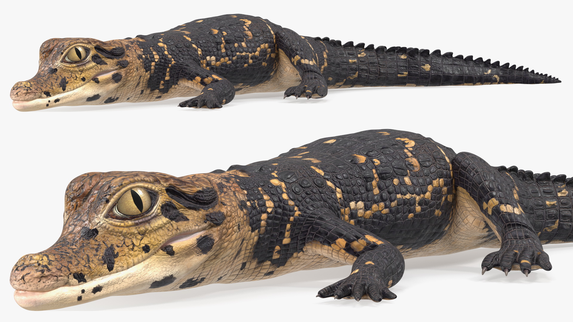 3D Black Caiman Baby Lying model