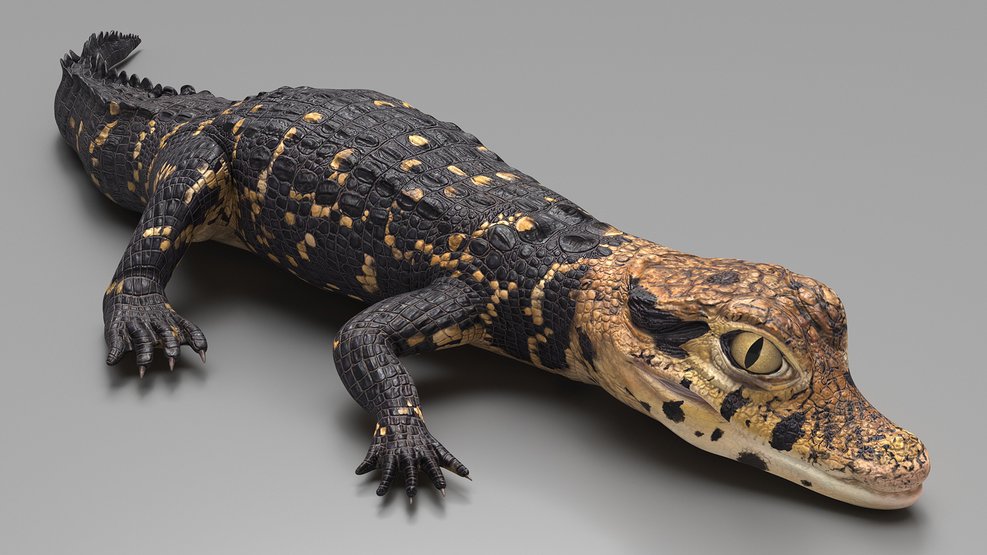 3D Black Caiman Baby Lying model