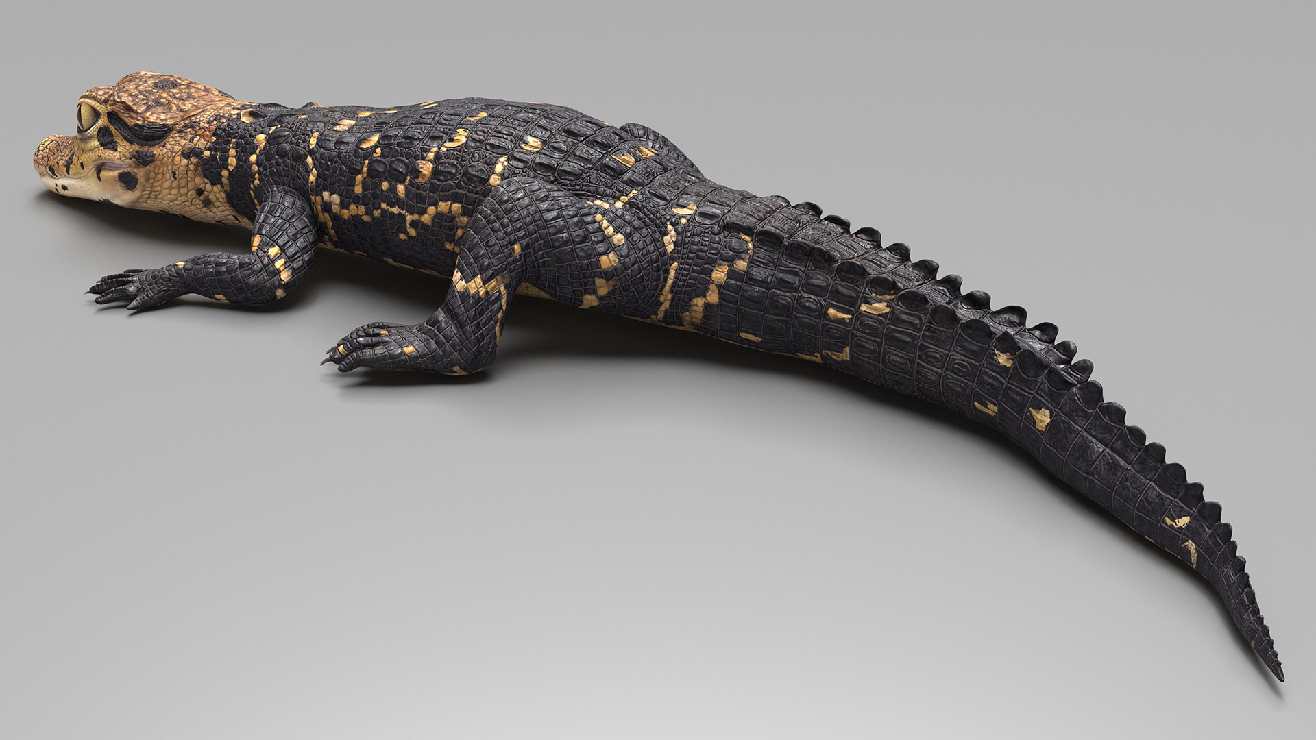 3D Black Caiman Baby Lying model
