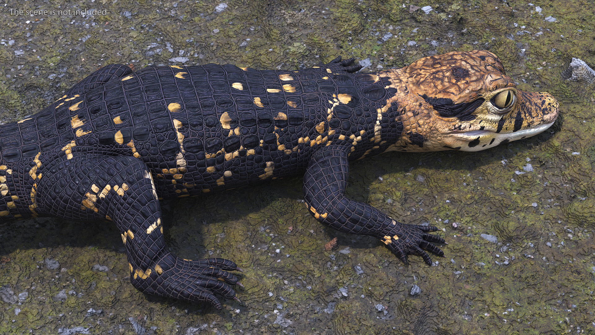 3D Black Caiman Baby Lying model