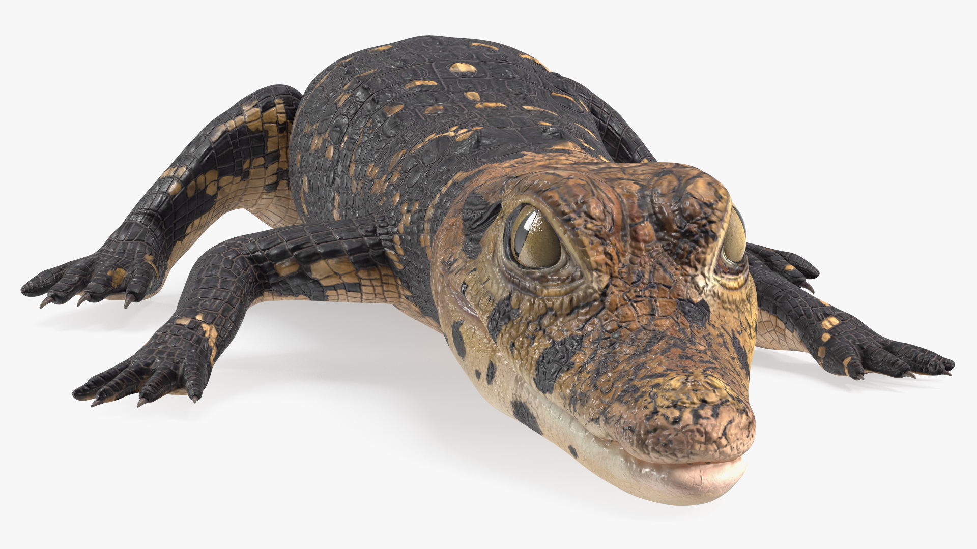 3D Black Caiman Baby Lying model