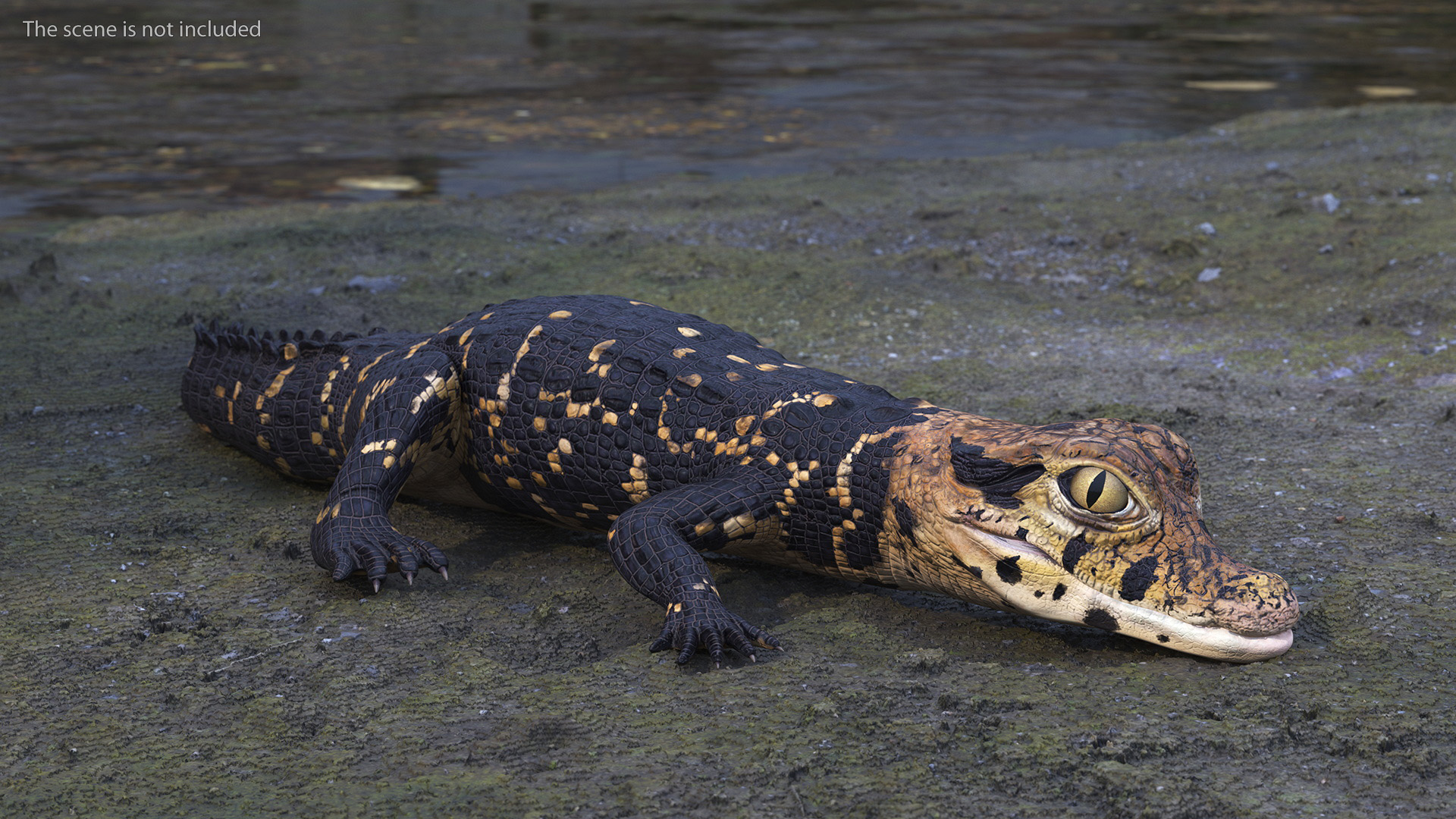 3D Black Caiman Baby Lying model