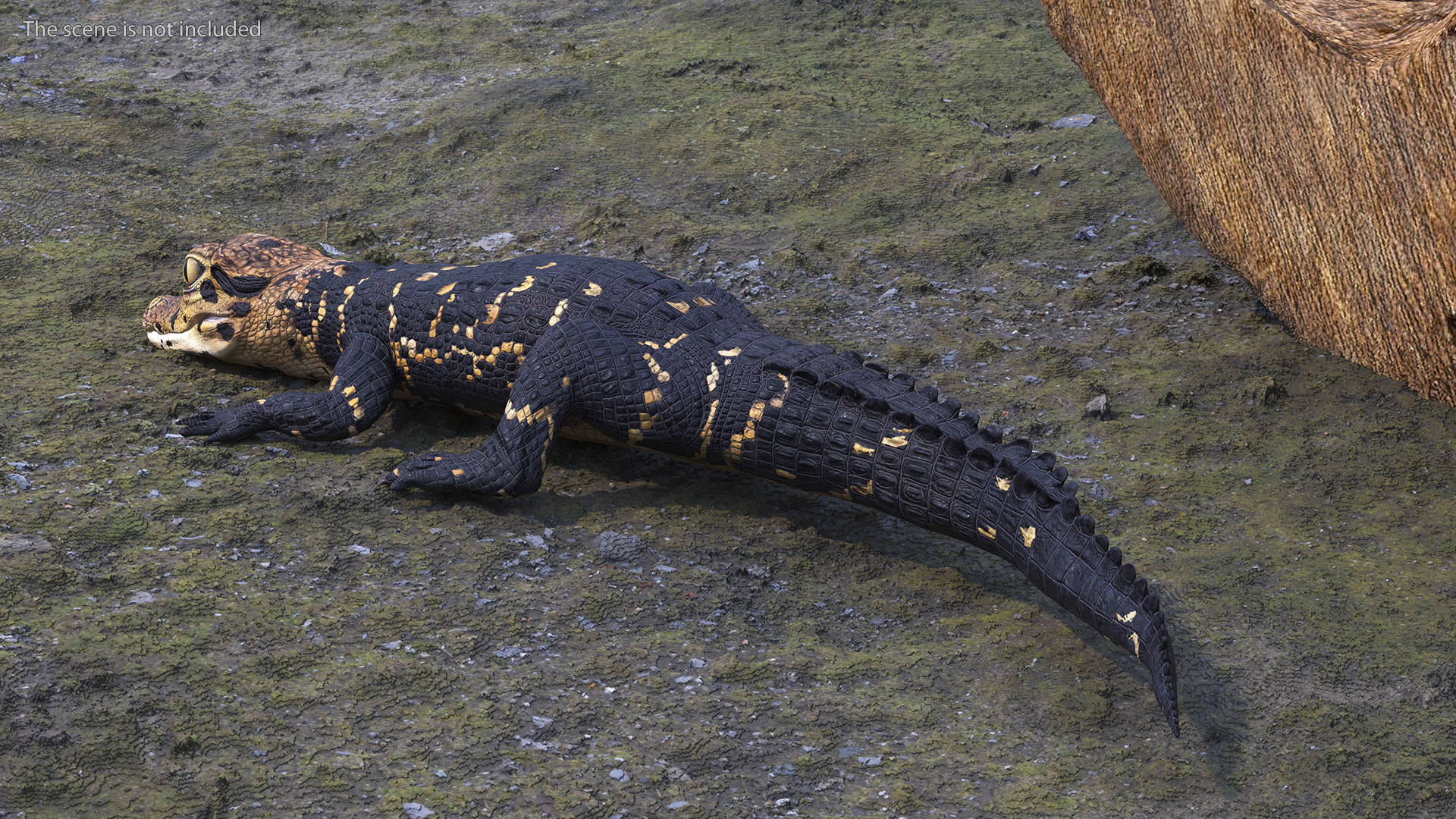 3D Black Caiman Baby Lying model