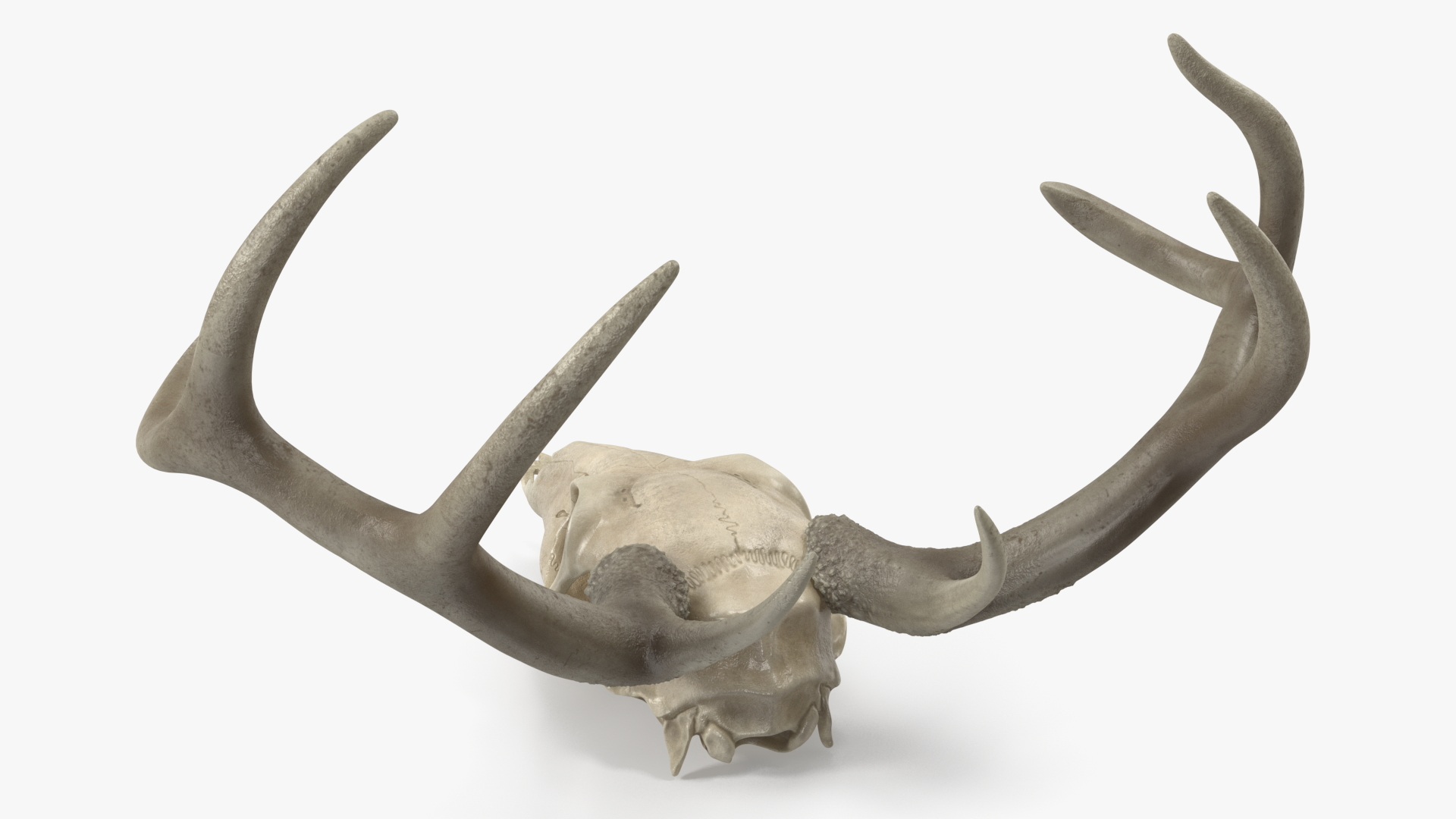 3D Deer Skull with Antlers model