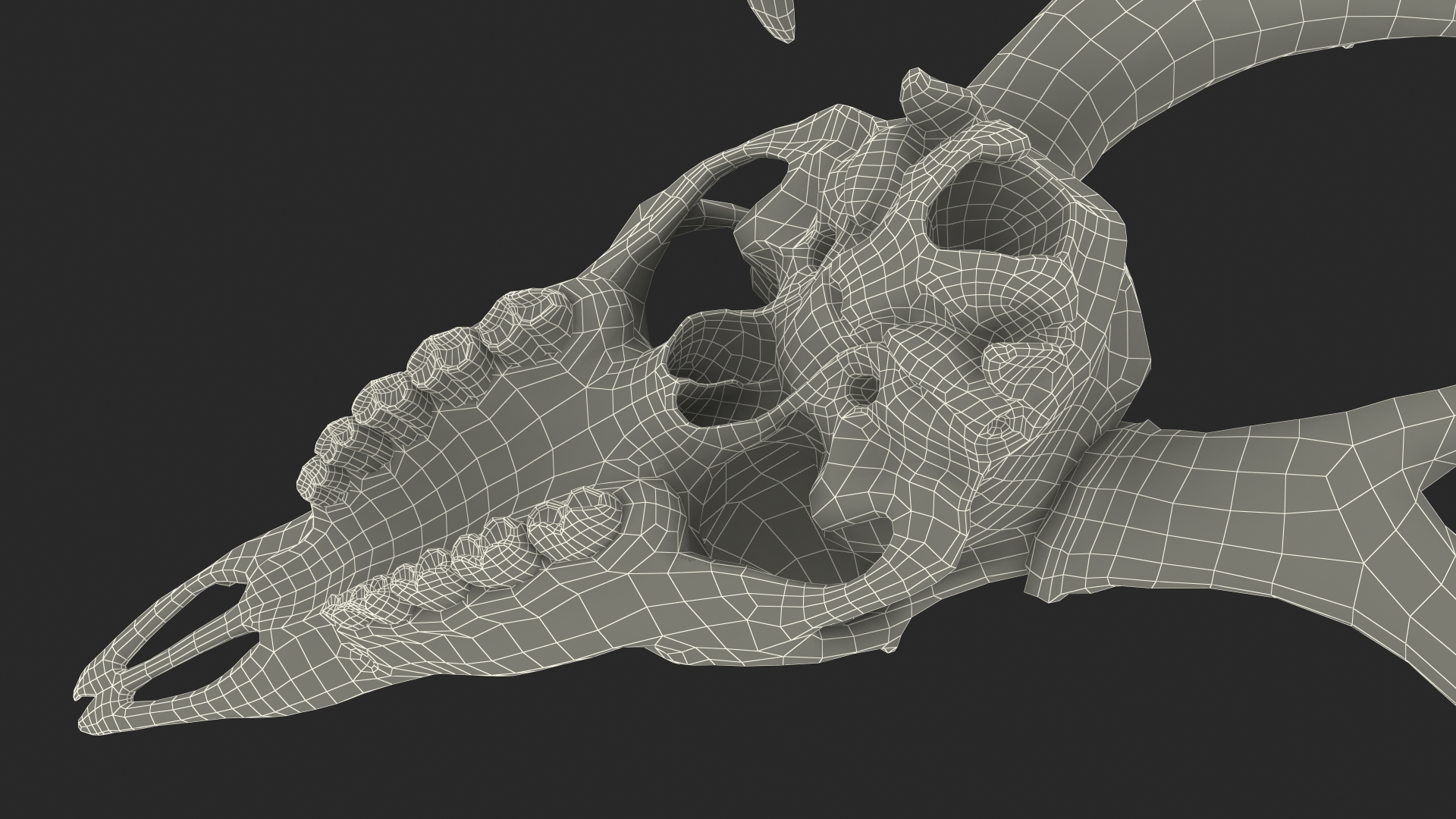 3D Deer Skull with Antlers model