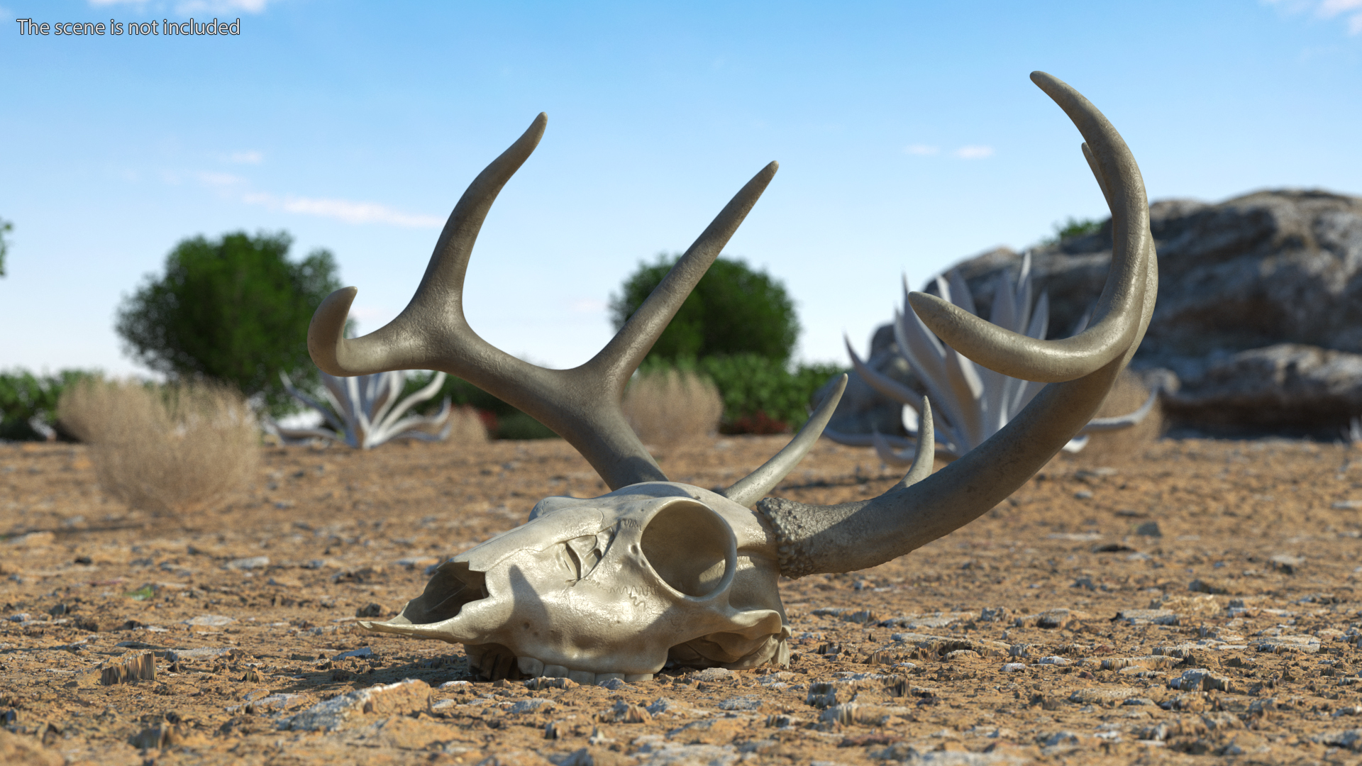 3D Deer Skull with Antlers model