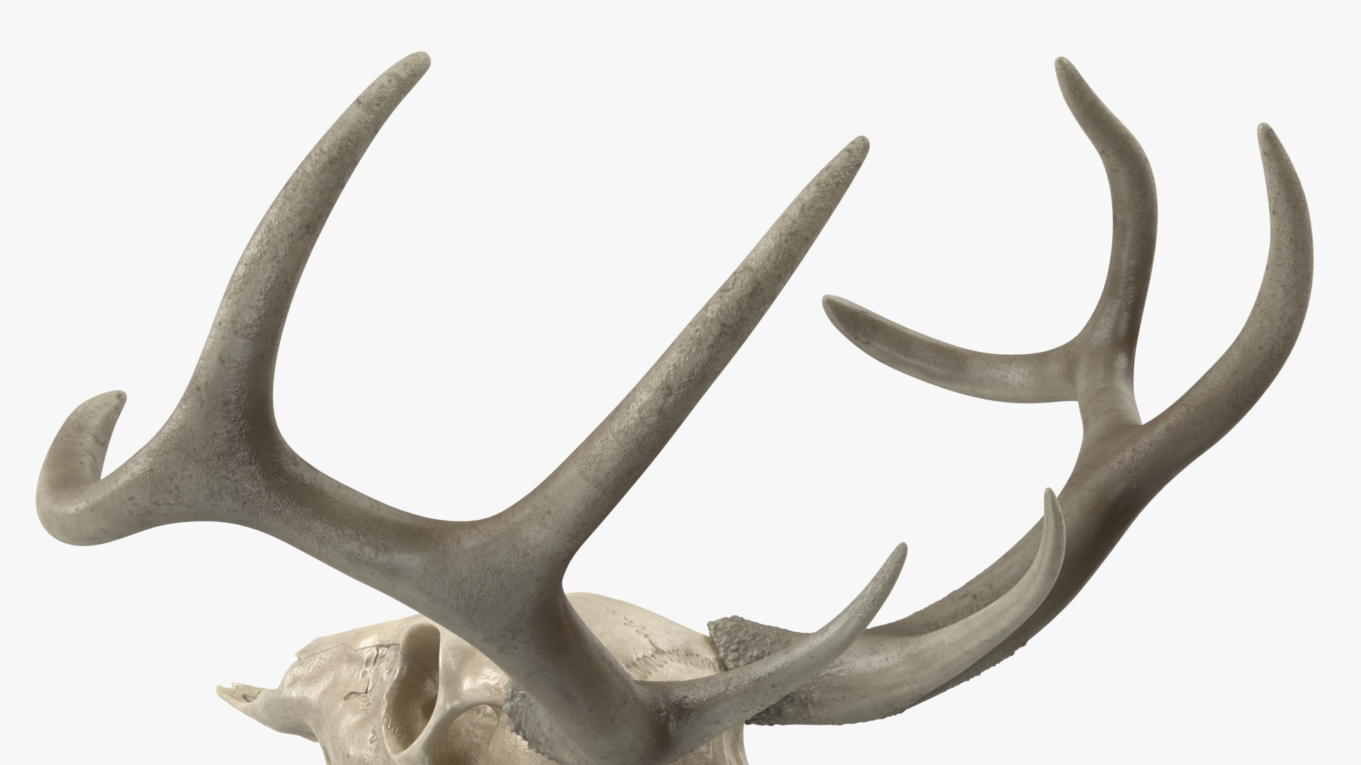 3D Deer Skull with Antlers model