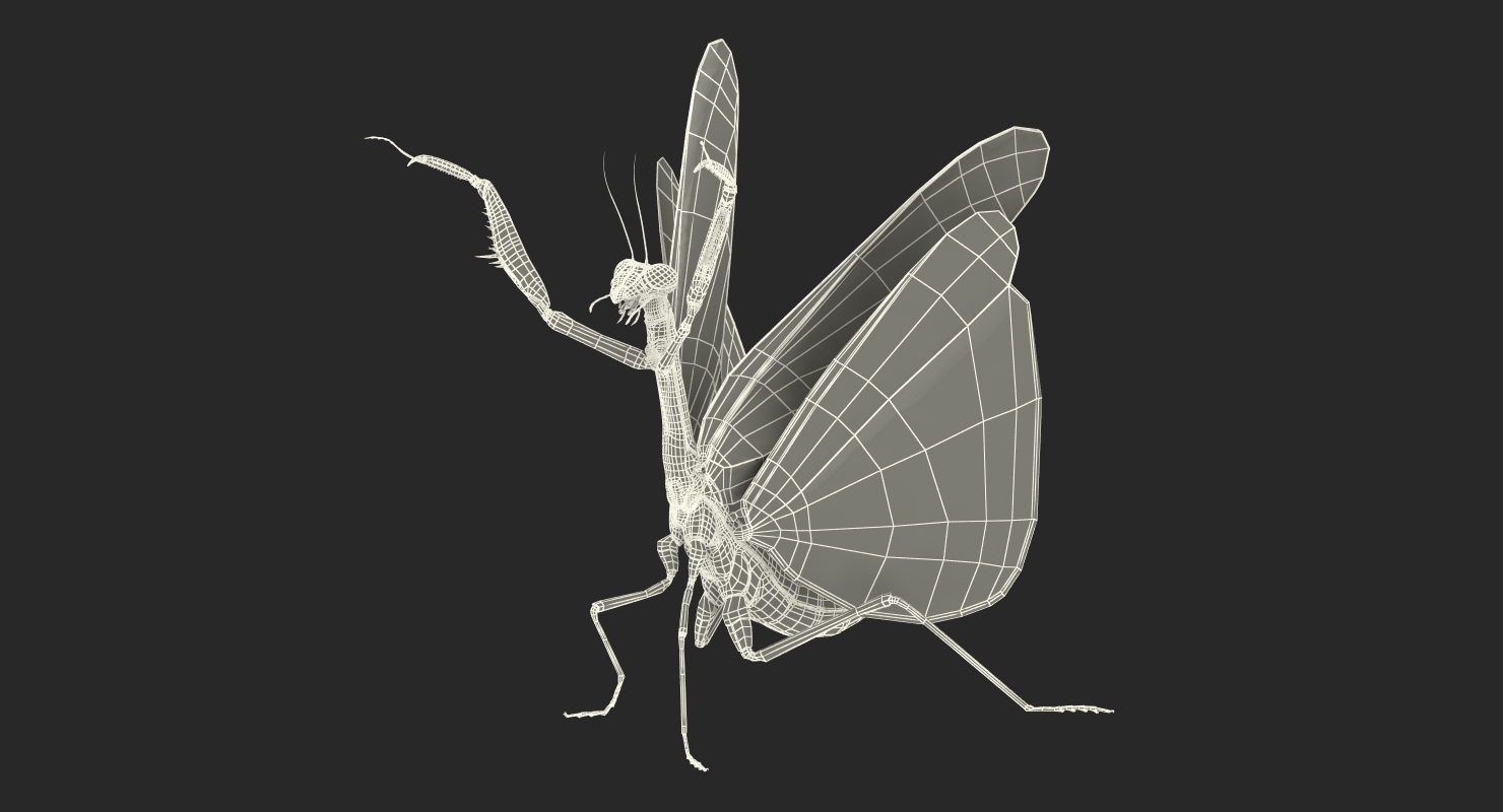 3D Praying Mantis with Fur model