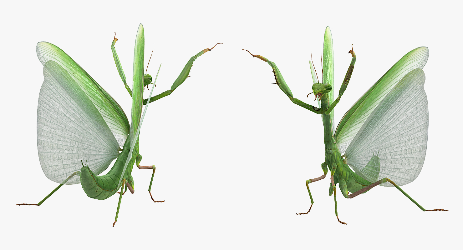 3D Praying Mantis with Fur model