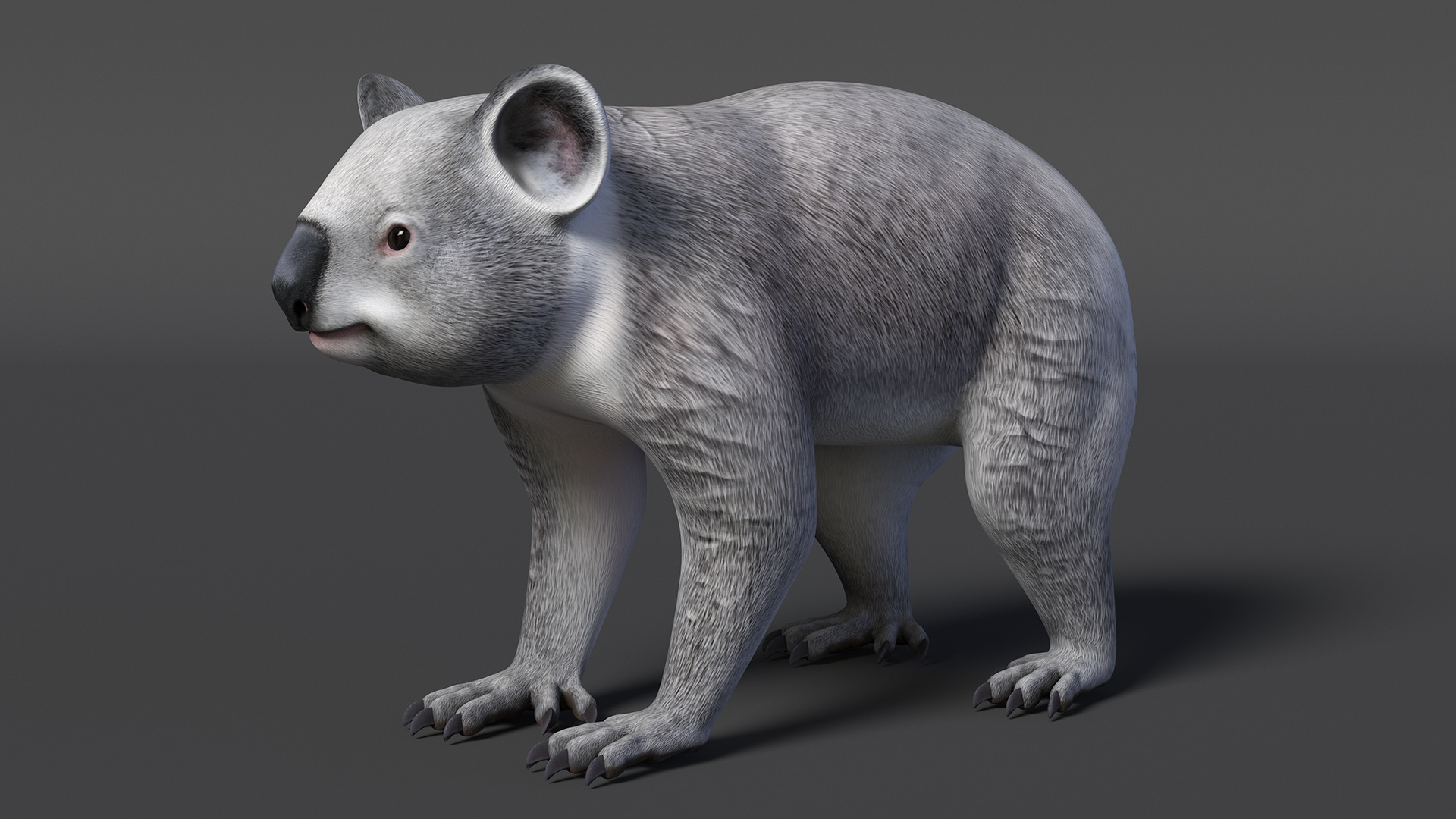 Australian Koala Rigged for Maya 3D