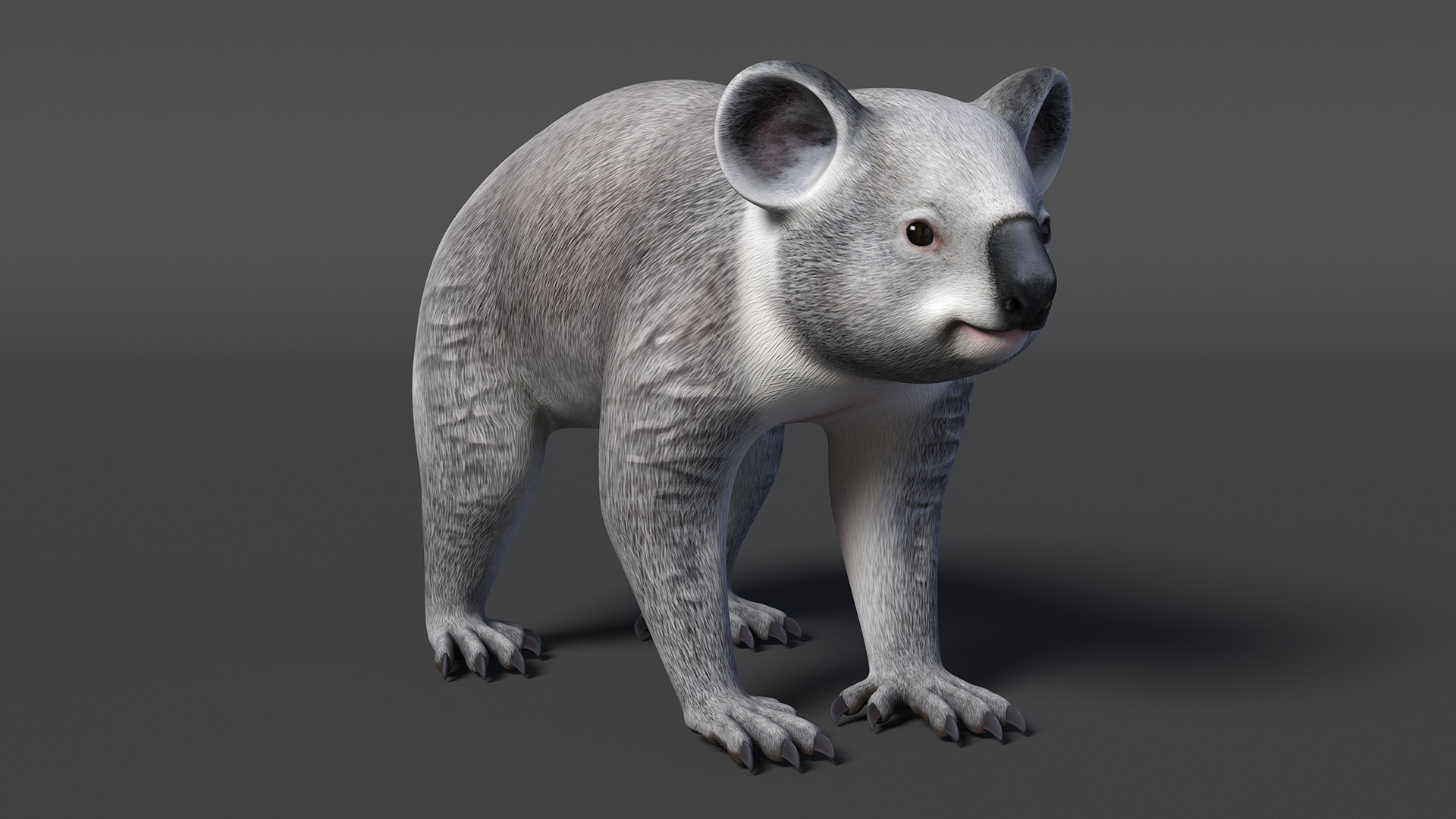 Australian Koala Rigged for Maya 3D
