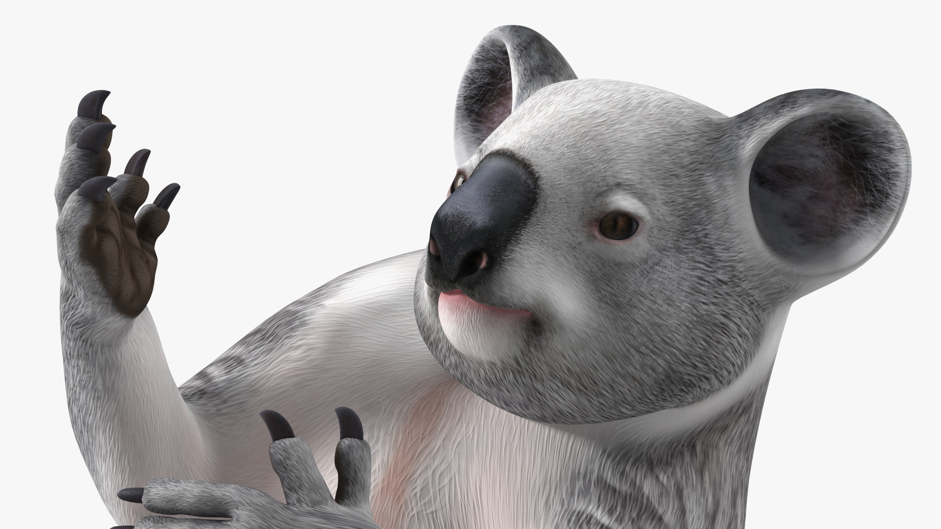 Australian Koala Rigged for Maya 3D