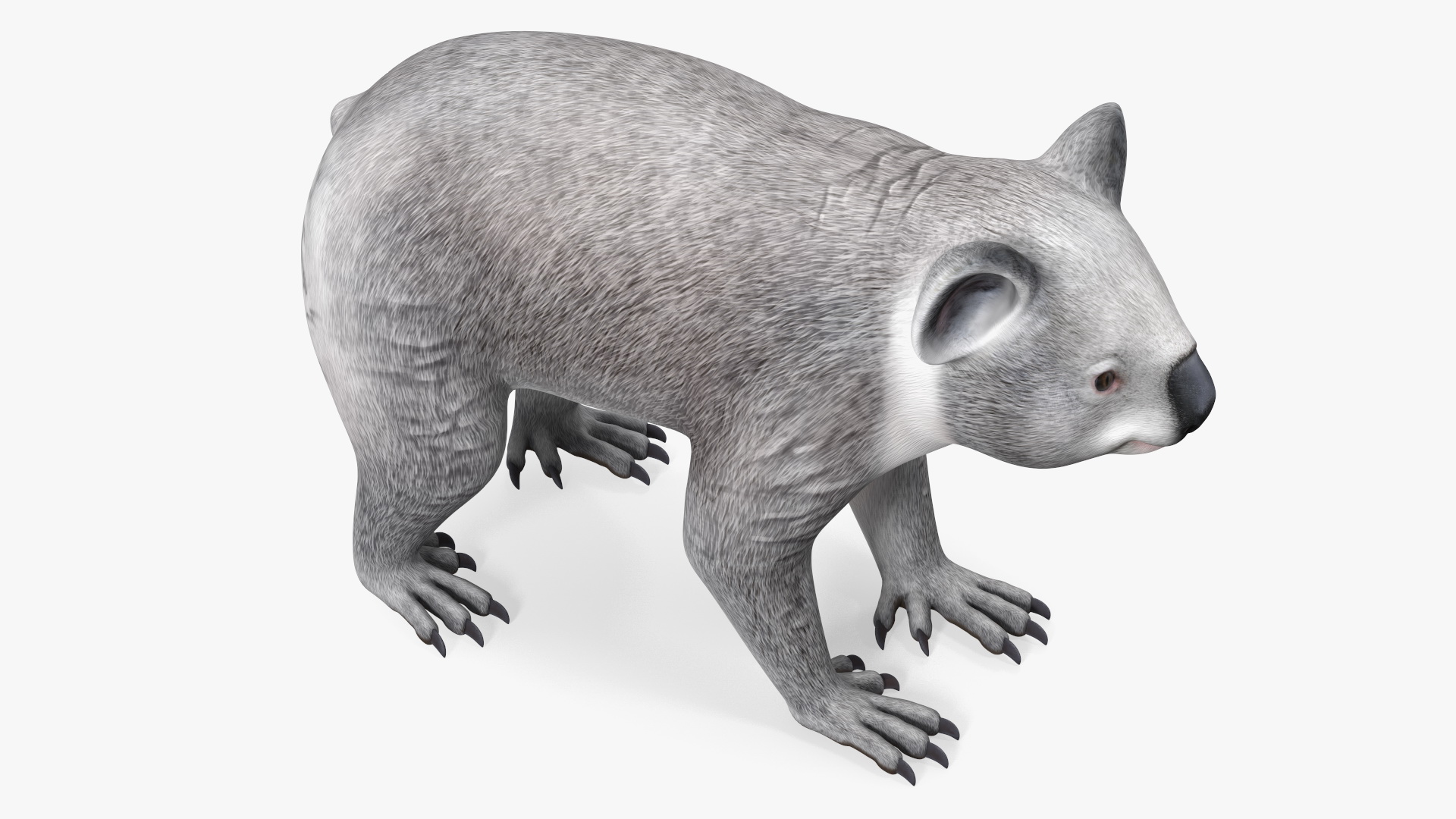 Australian Koala Rigged for Maya 3D