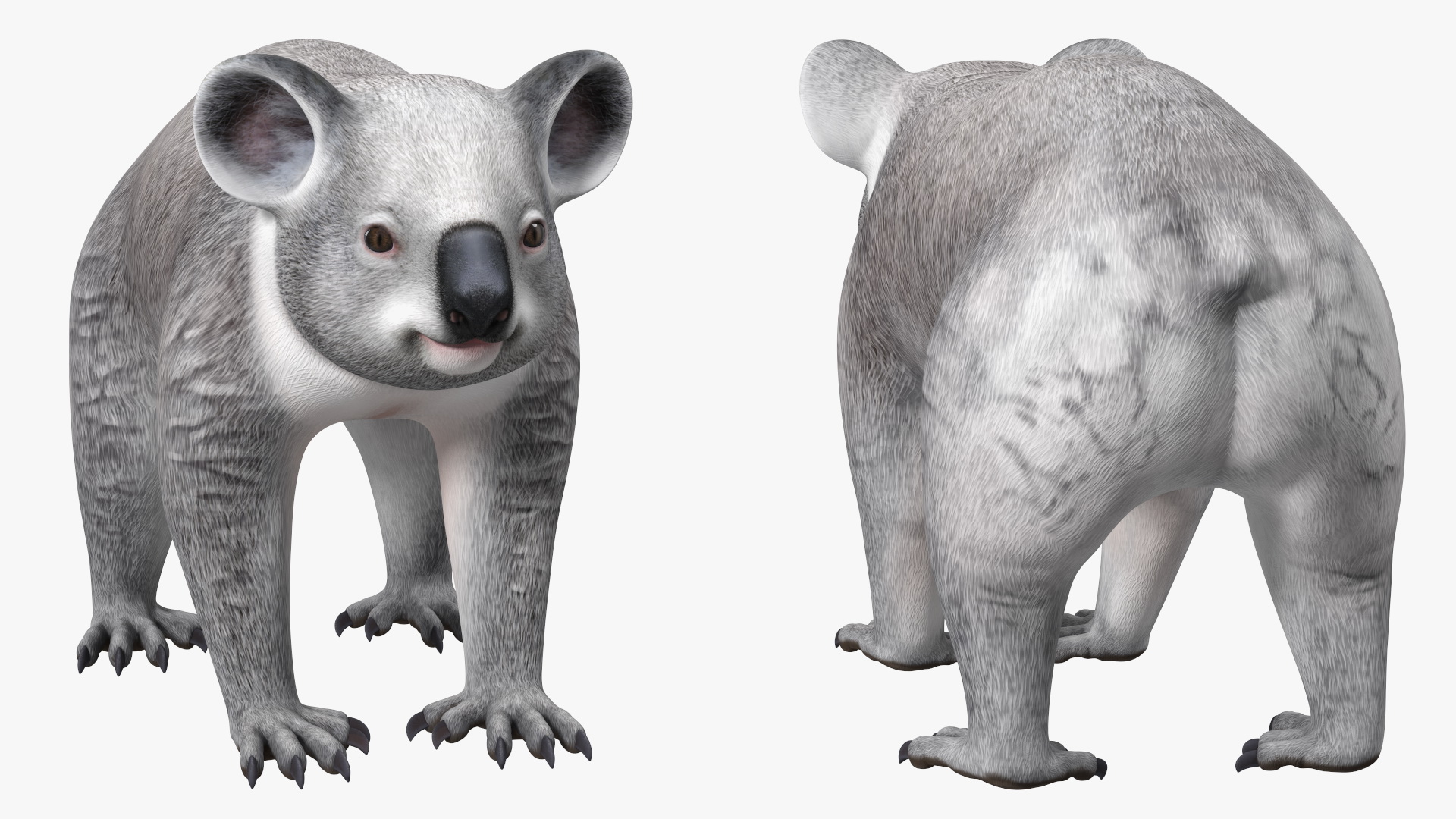 Australian Koala Rigged for Maya 3D
