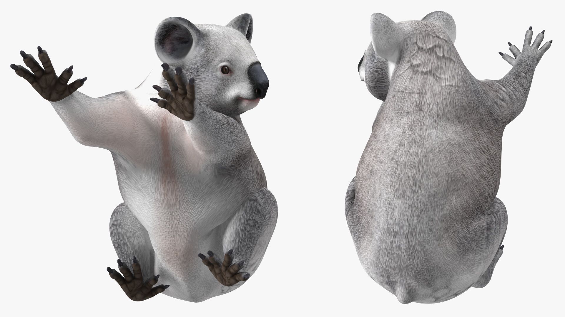 Australian Koala Rigged for Maya 3D