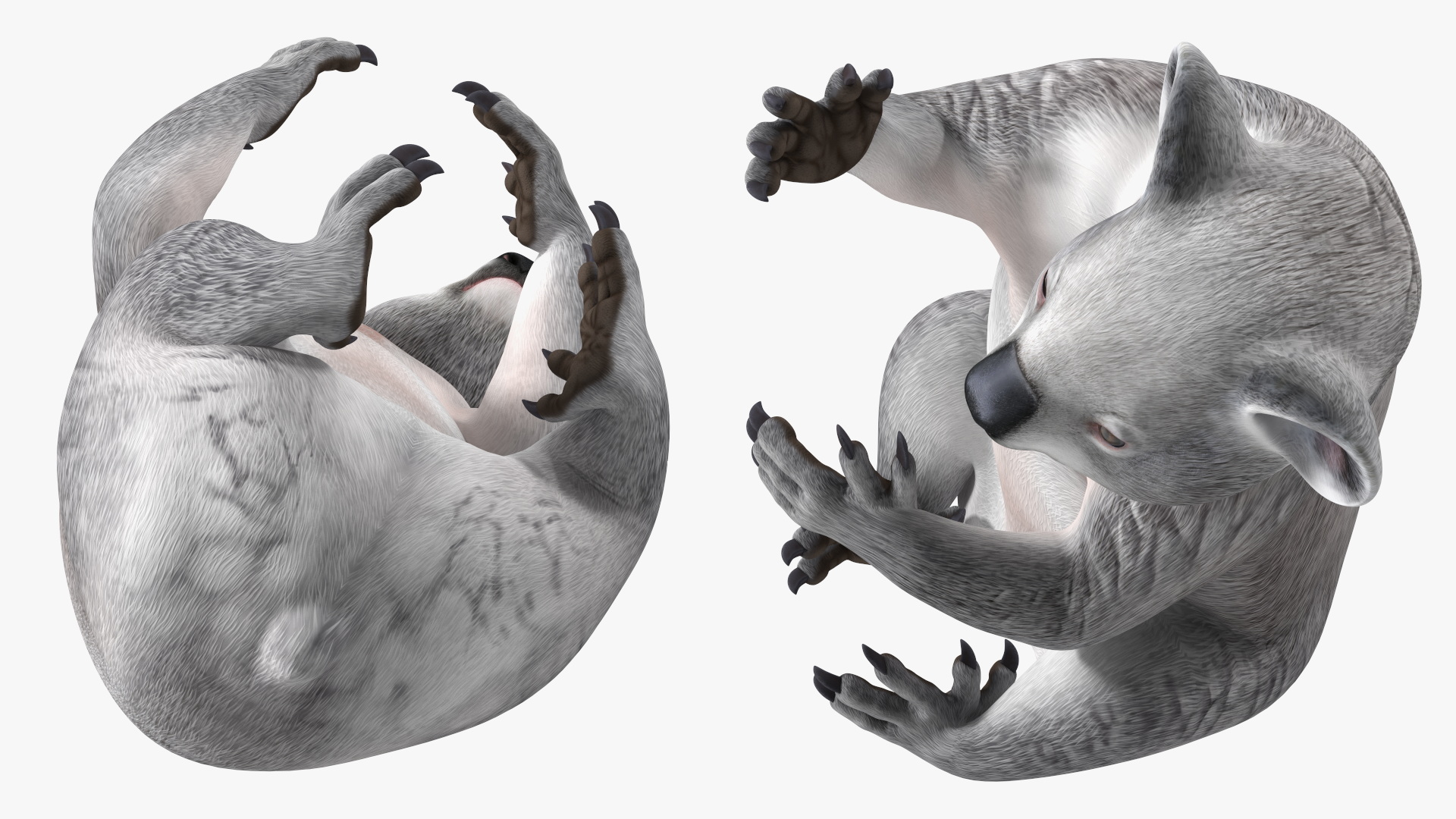 Australian Koala Rigged for Maya 3D