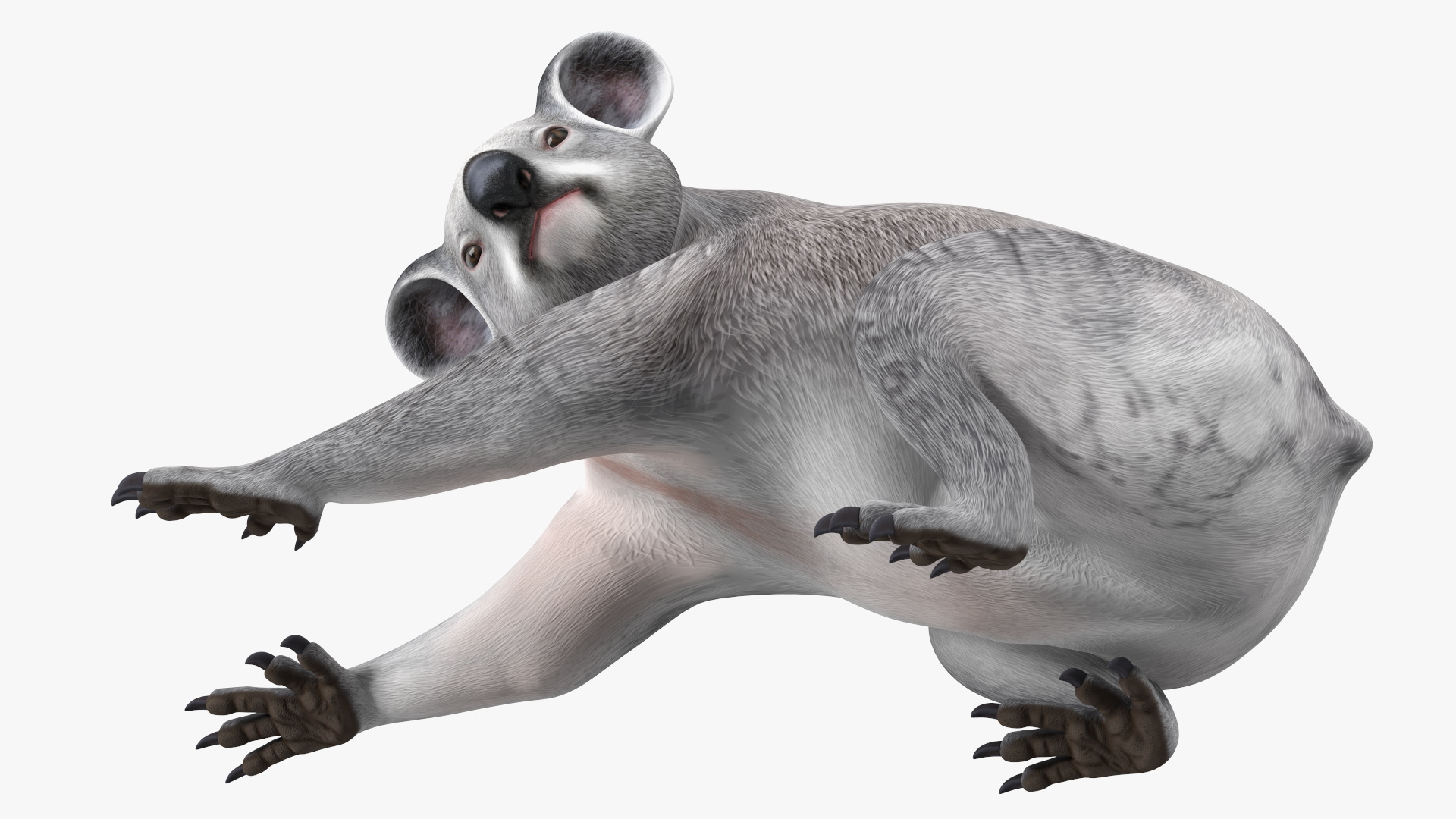Australian Koala Rigged for Maya 3D