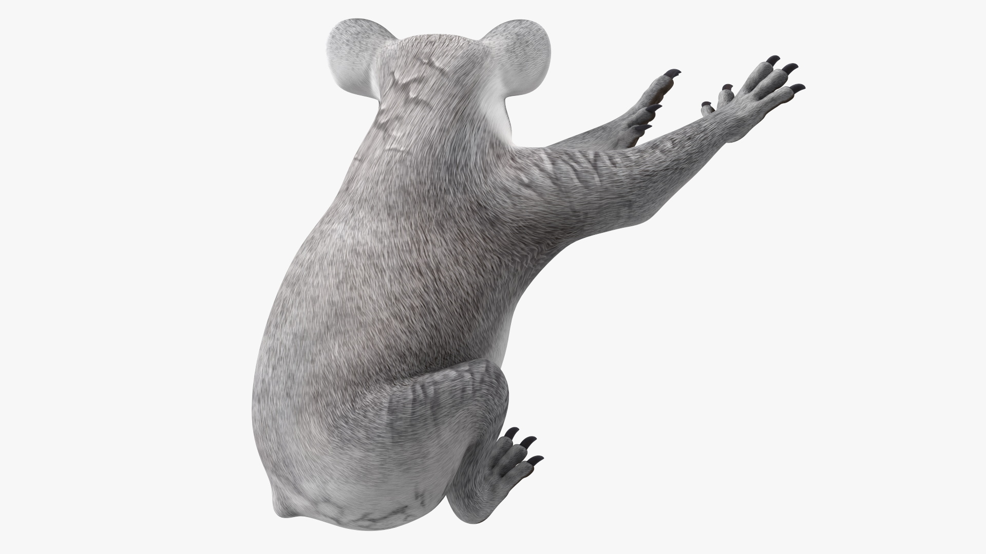Australian Koala Rigged for Maya 3D
