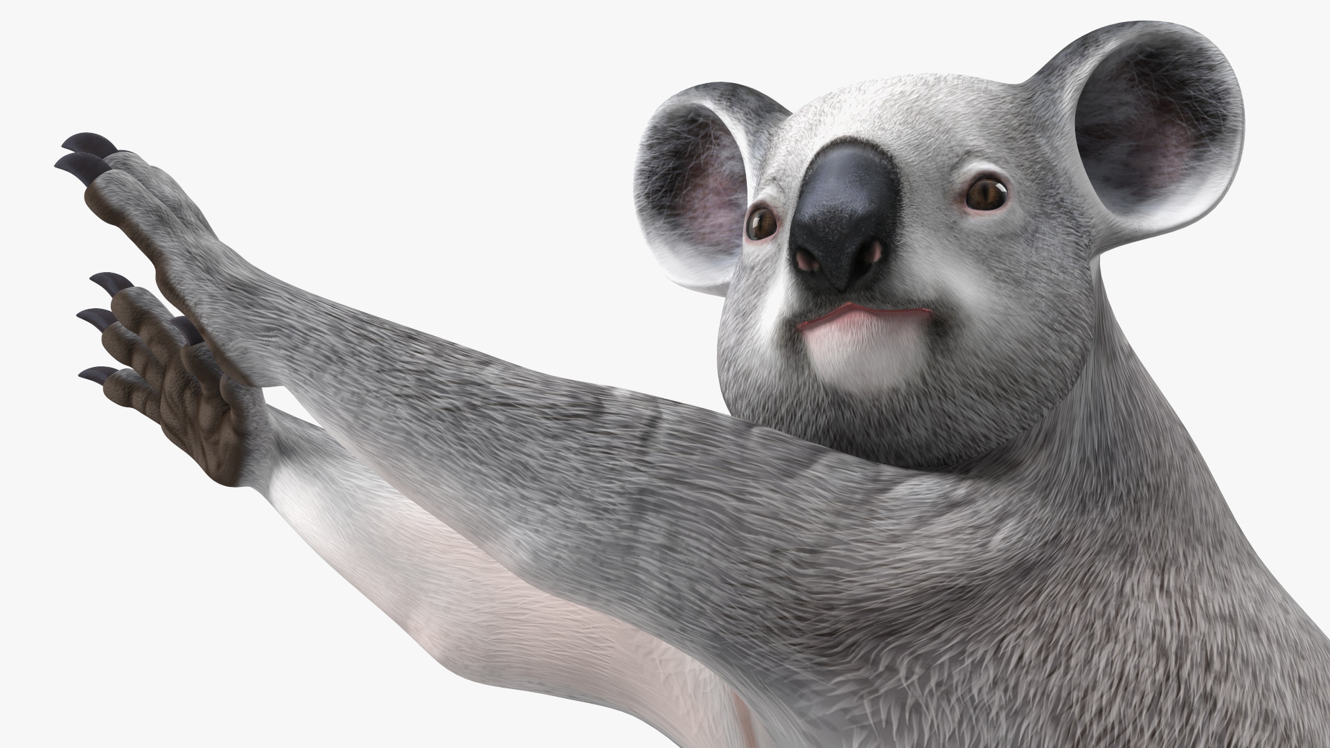 Australian Koala Rigged for Maya 3D