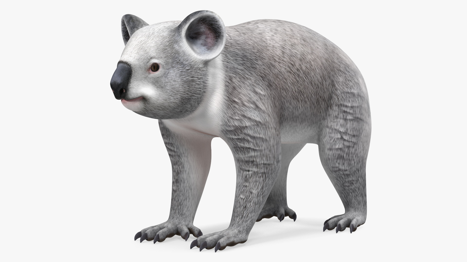 Australian Koala Rigged for Maya 3D