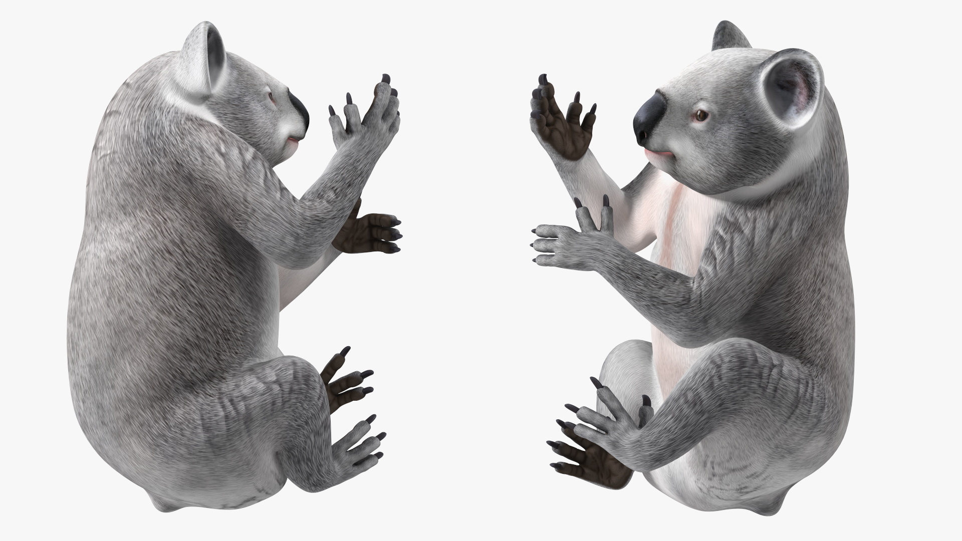 Australian Koala Rigged for Maya 3D