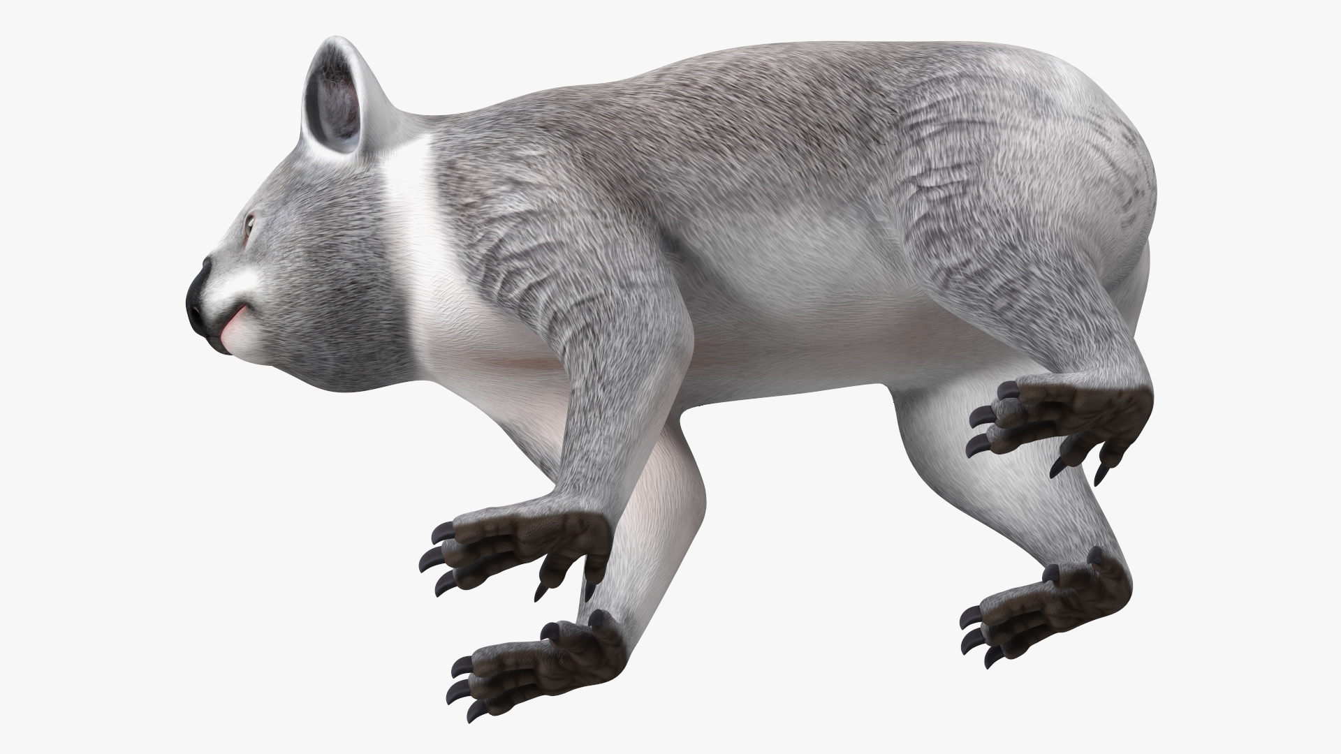 Australian Koala Rigged for Maya 3D